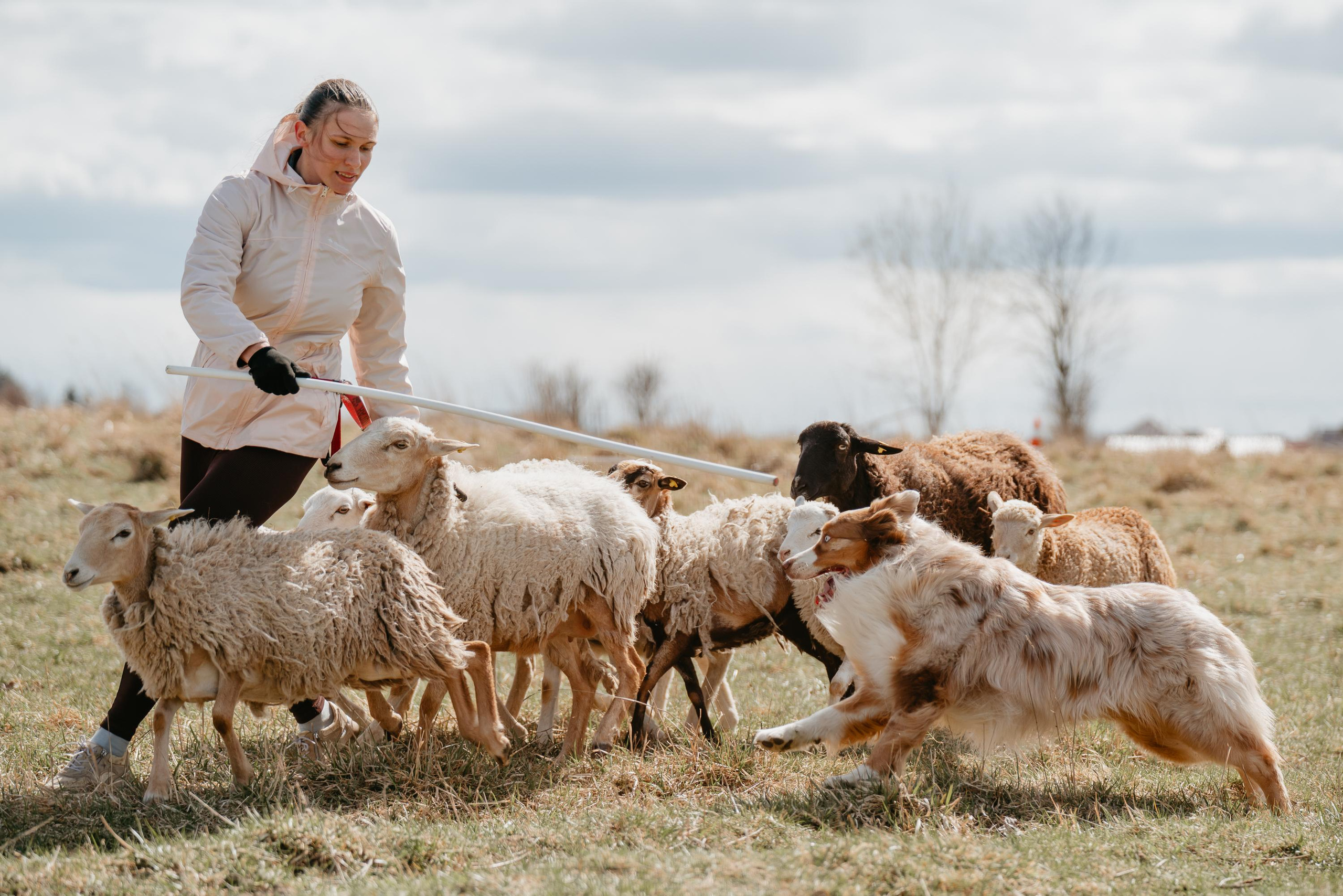 Пастушья служба. Фотограф анималист Осипчикова Мария