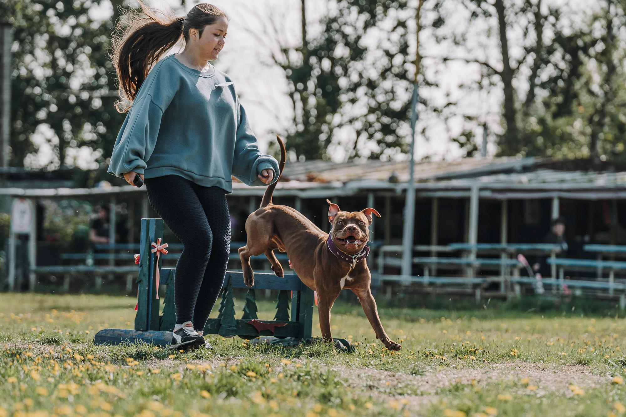 День пита и стаффа. Фотограф анималист Осипчикова Мария