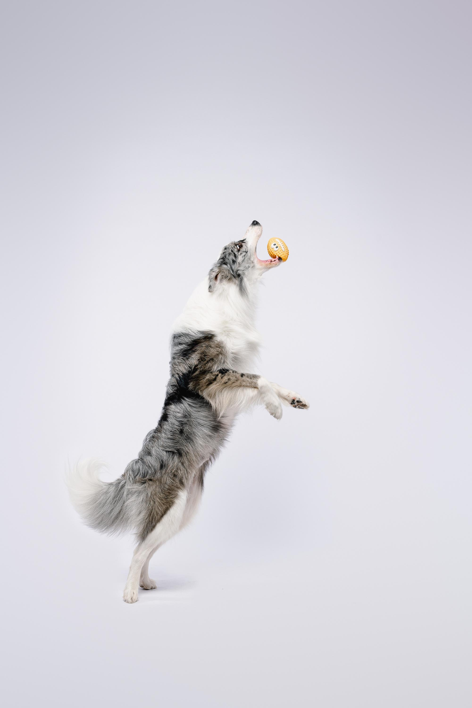 Юля и Ньютон. Фотограф анималист Осипчикова Мария