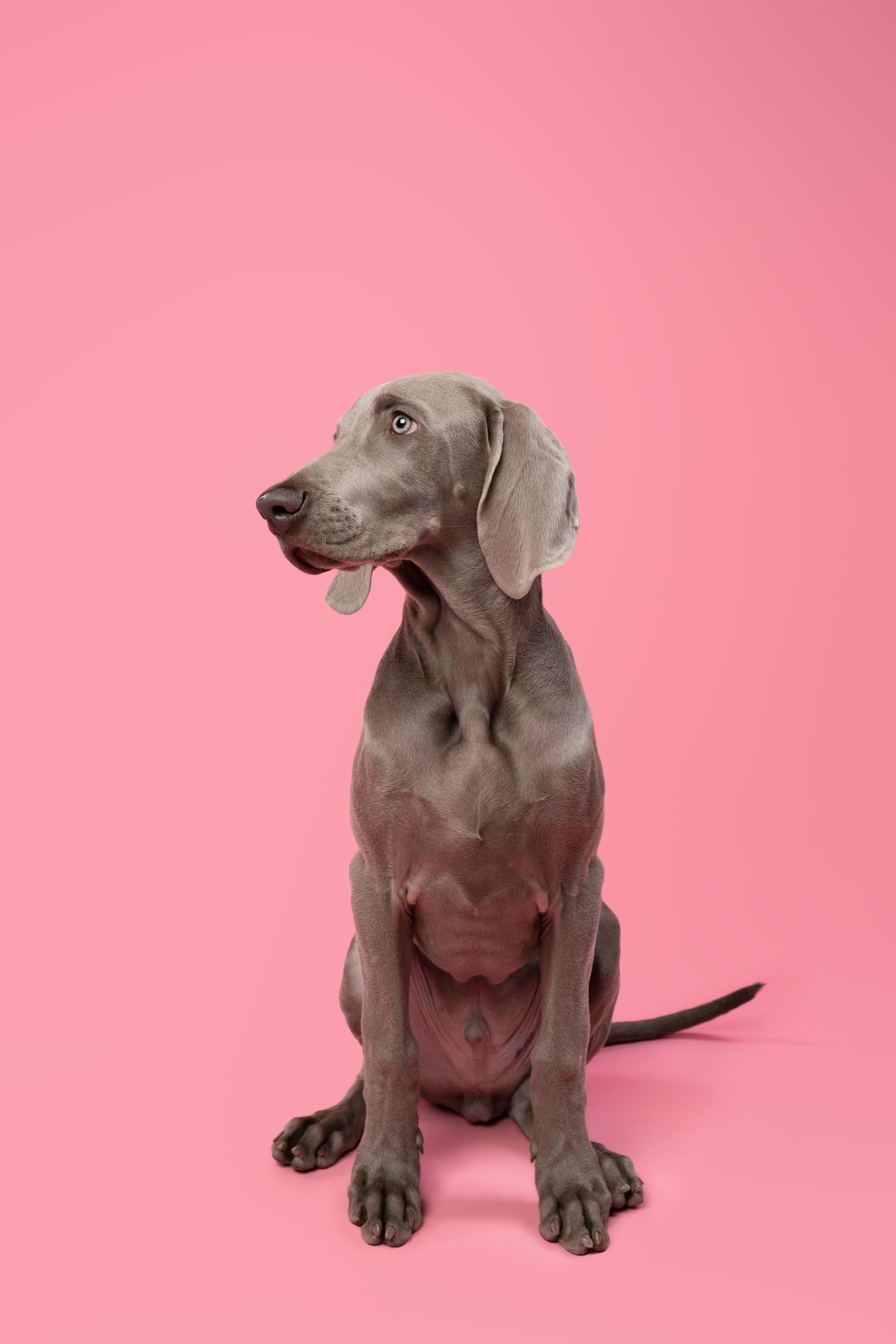 Веймаранер Элай. Фотограф анималист Осипчикова Мария