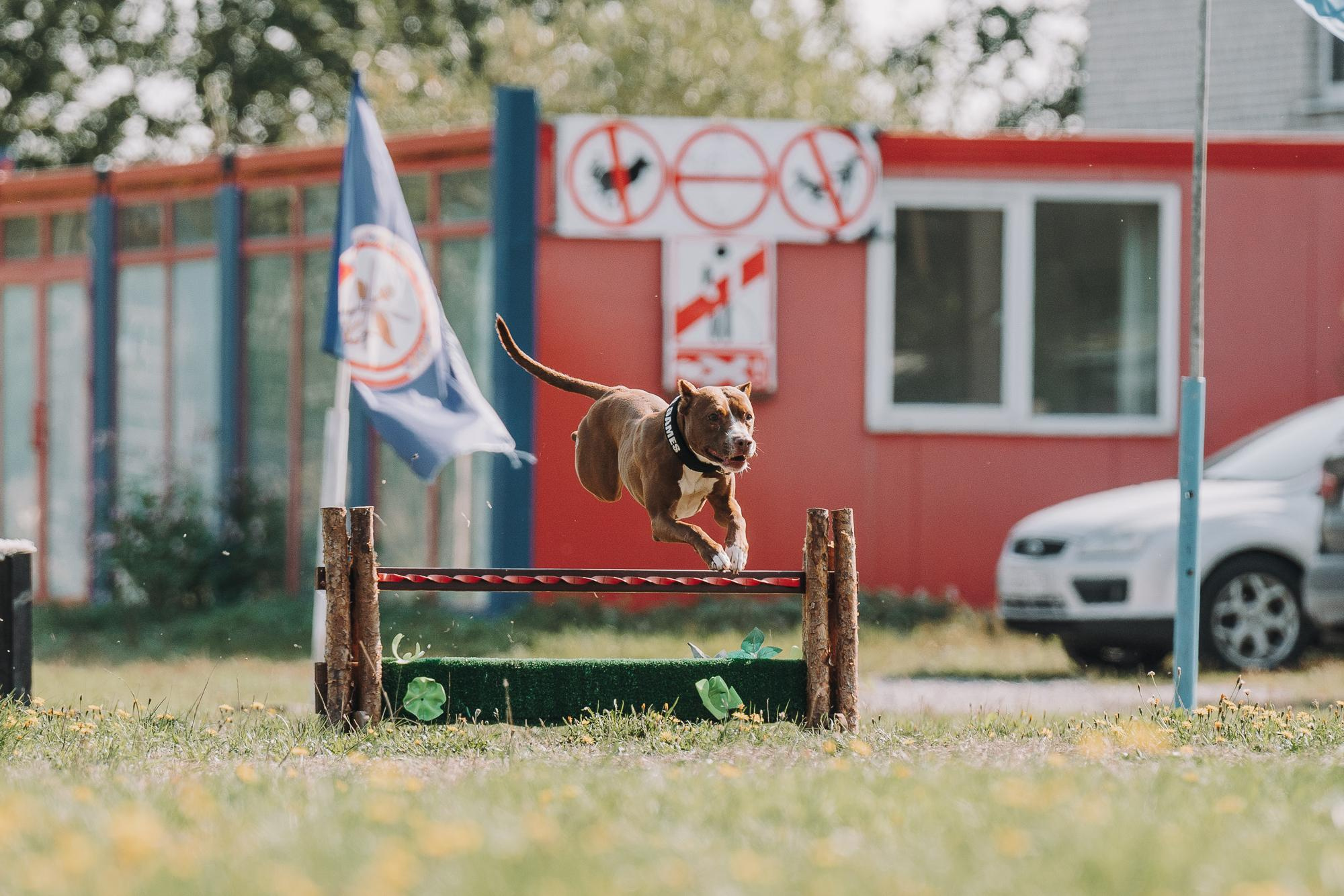 День пита и стаффа. Фотограф анималист Осипчикова Мария