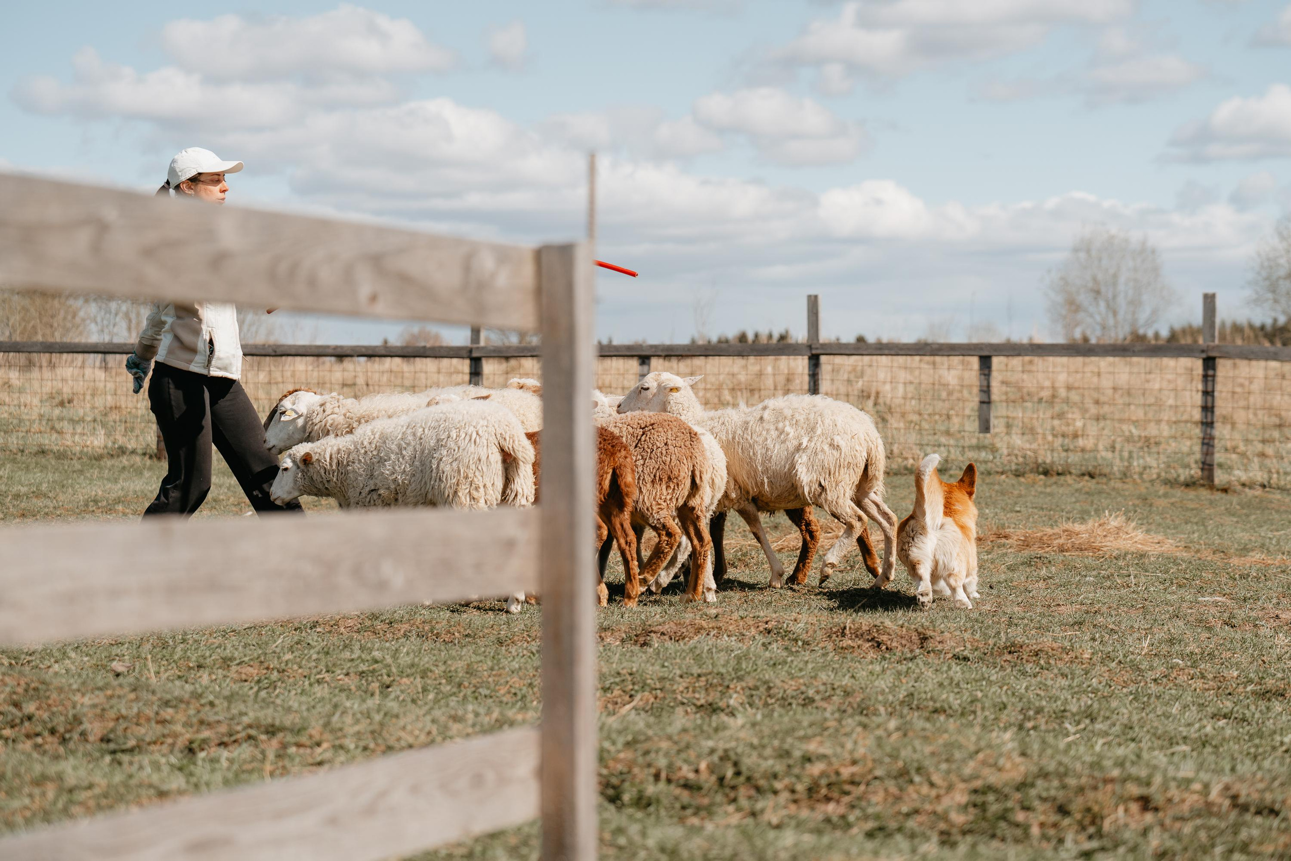 Пастушья служба. Фотограф анималист Осипчикова Мария