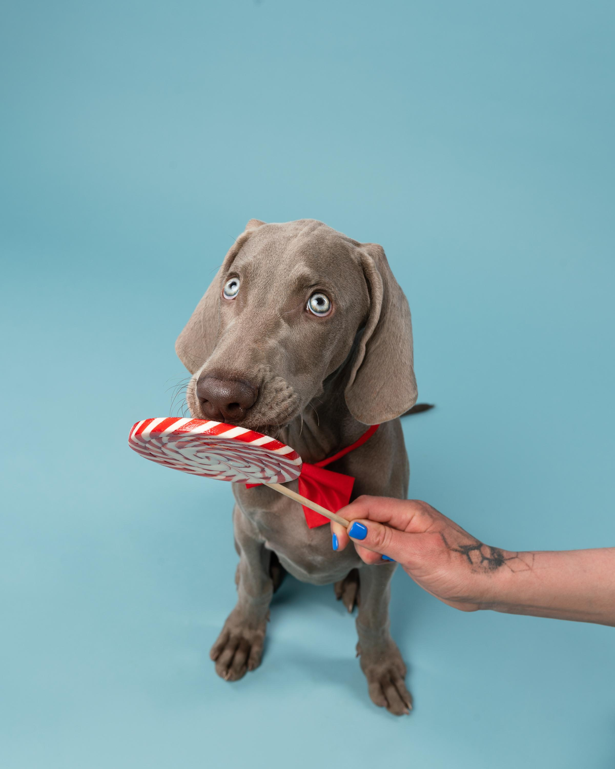 Веймаранер Эспен. Фотограф анималист Осипчикова Мария