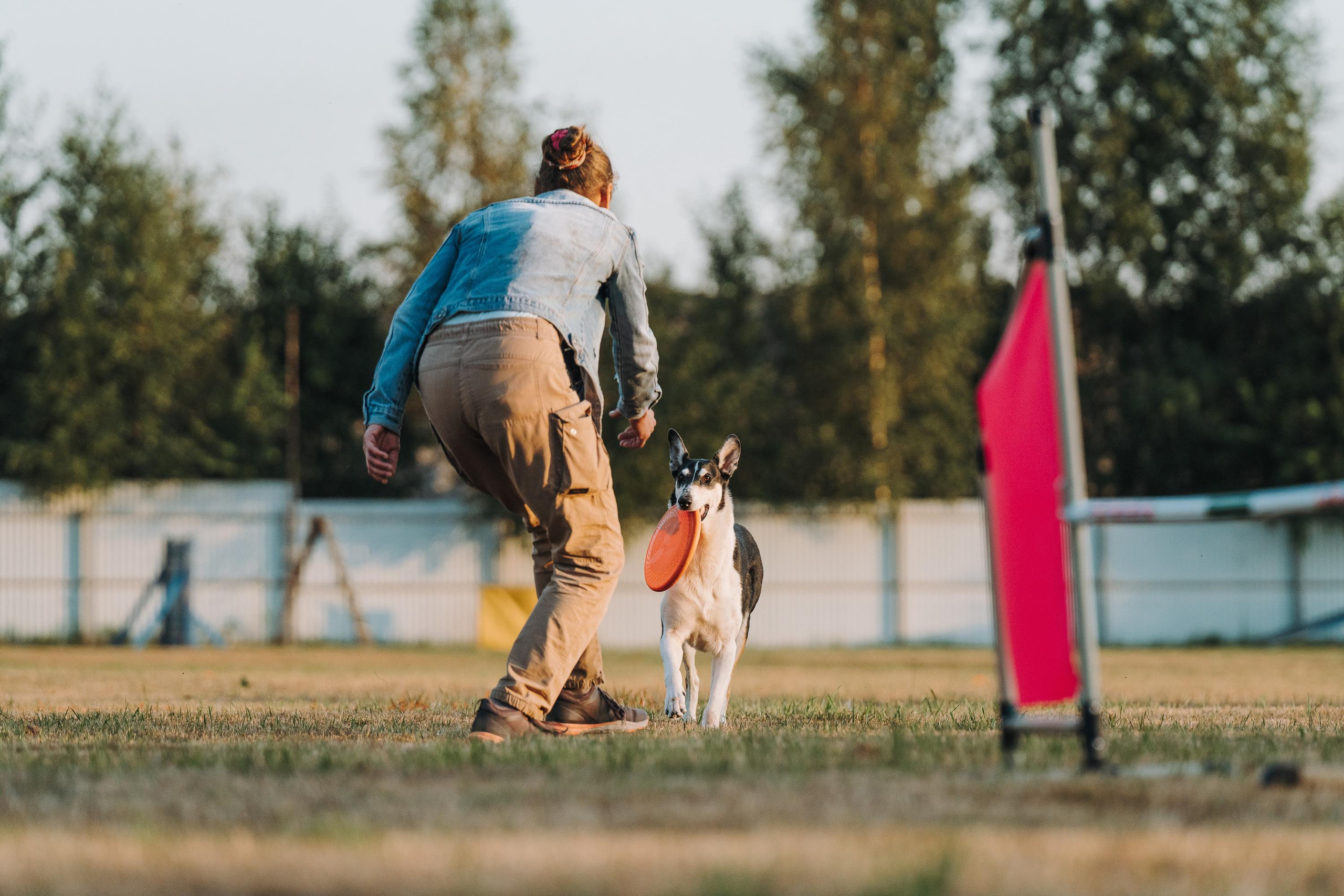 Фрисби игры UpDog. Фотограф анималист Осипчикова Мария