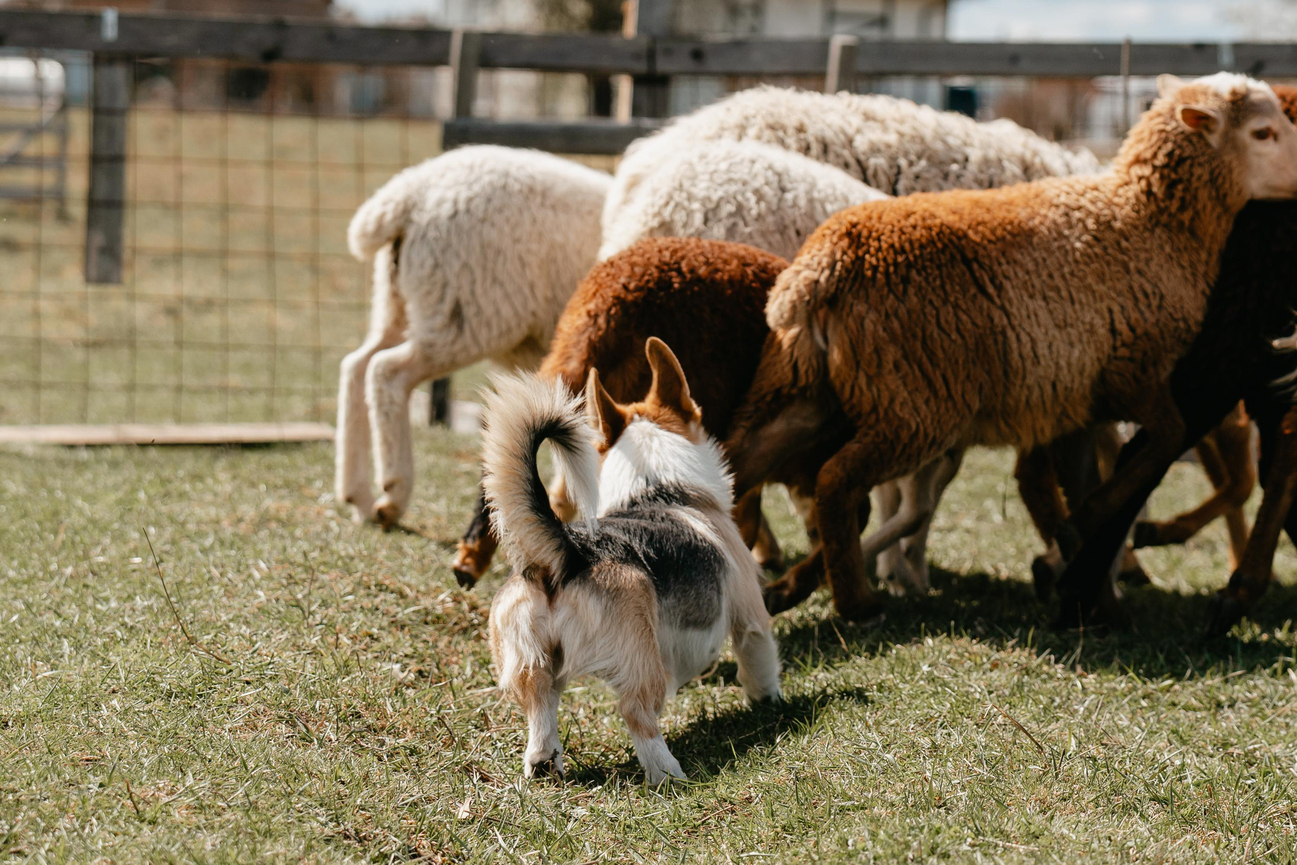 Пастушья служба. Фотограф анималист Осипчикова Мария