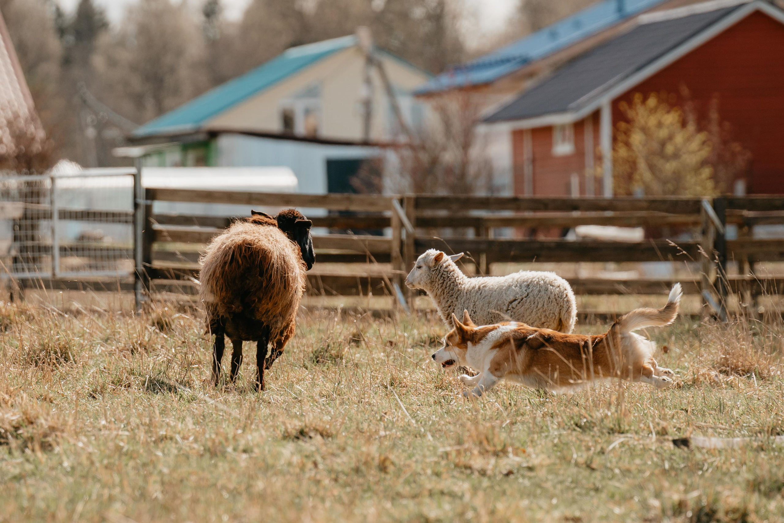 Пастушья служба. Фотограф анималист Осипчикова Мария