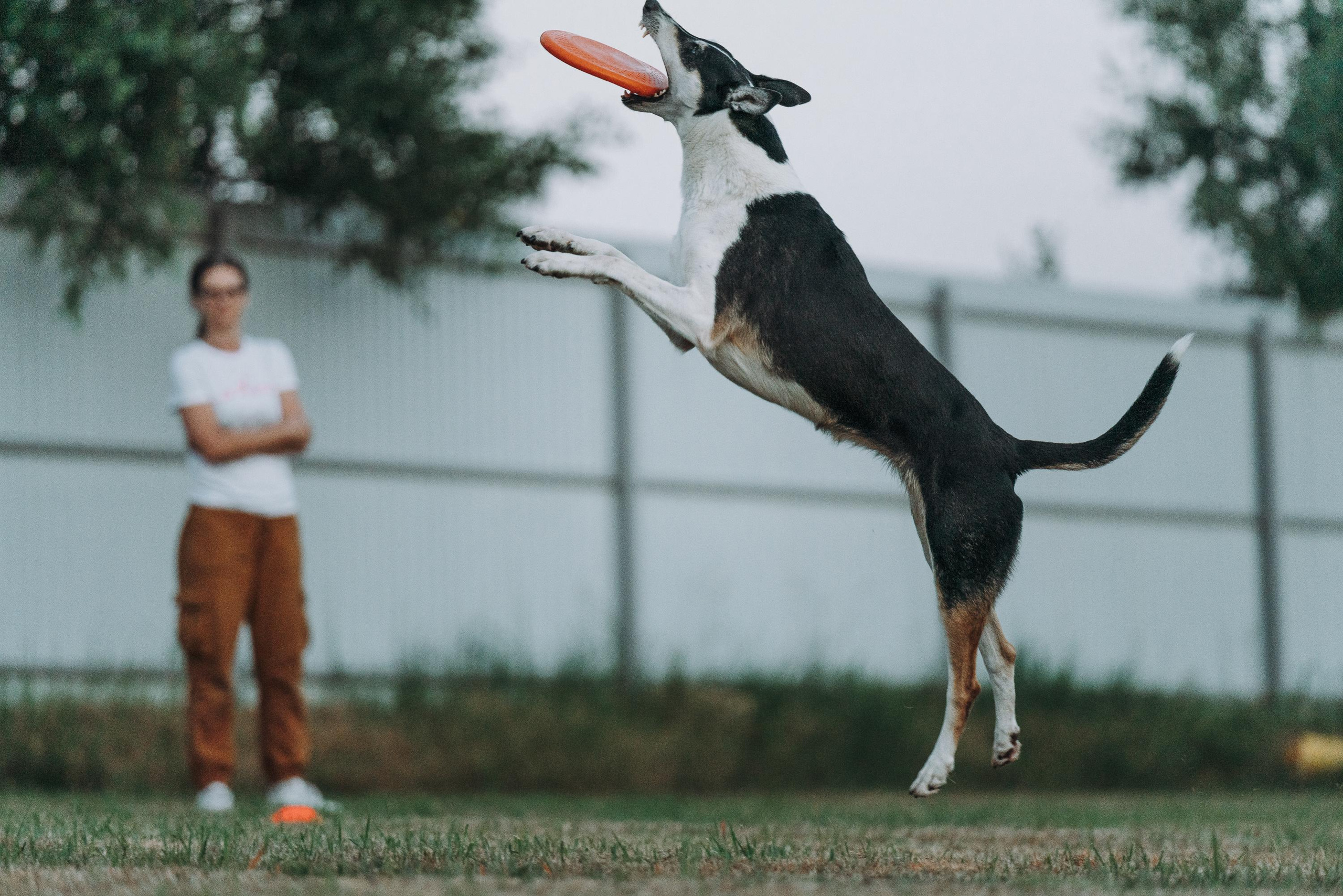 Фрисби игры UpDog. Фотограф анималист Осипчикова Мария