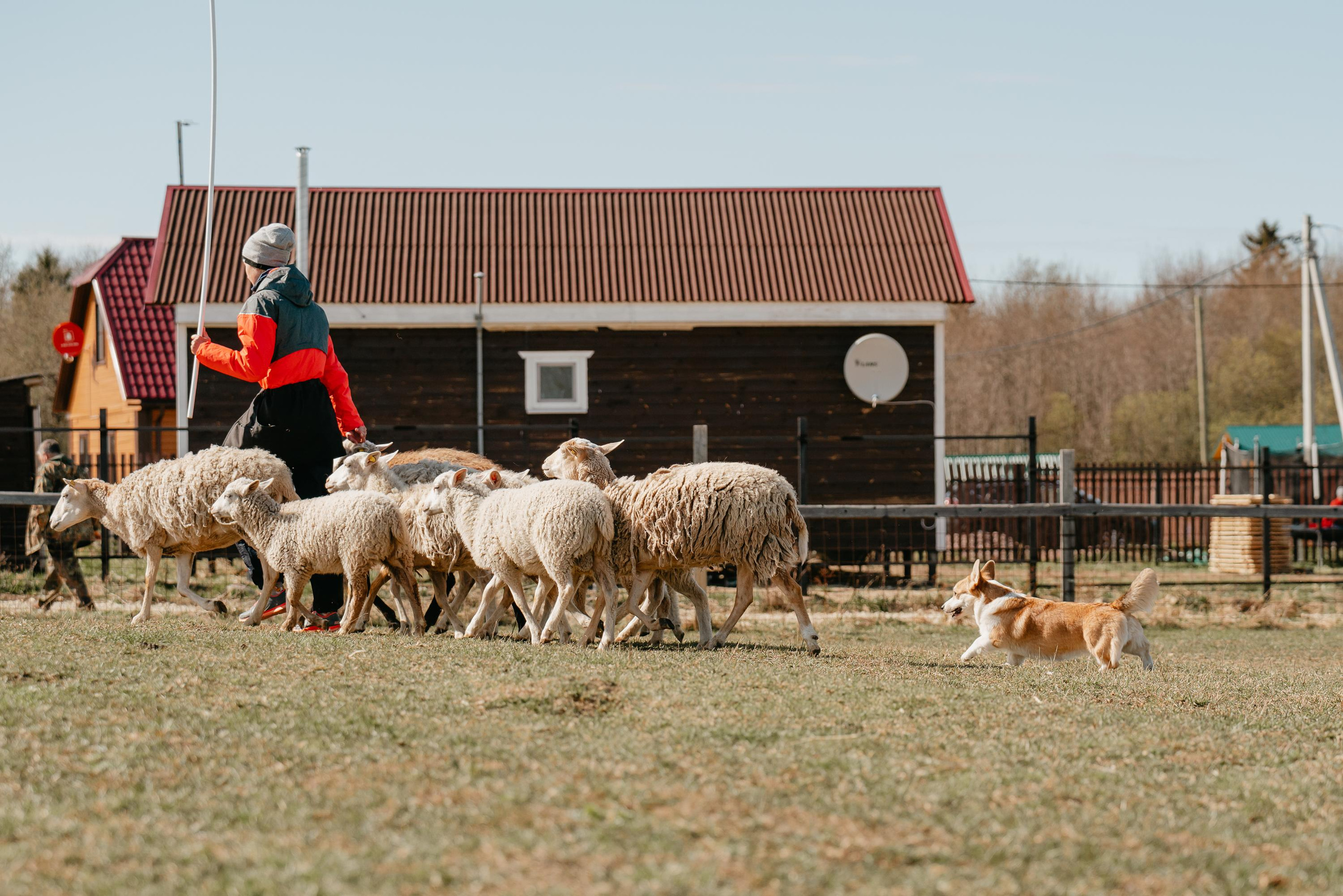 Пастушья служба. Фотограф анималист Осипчикова Мария