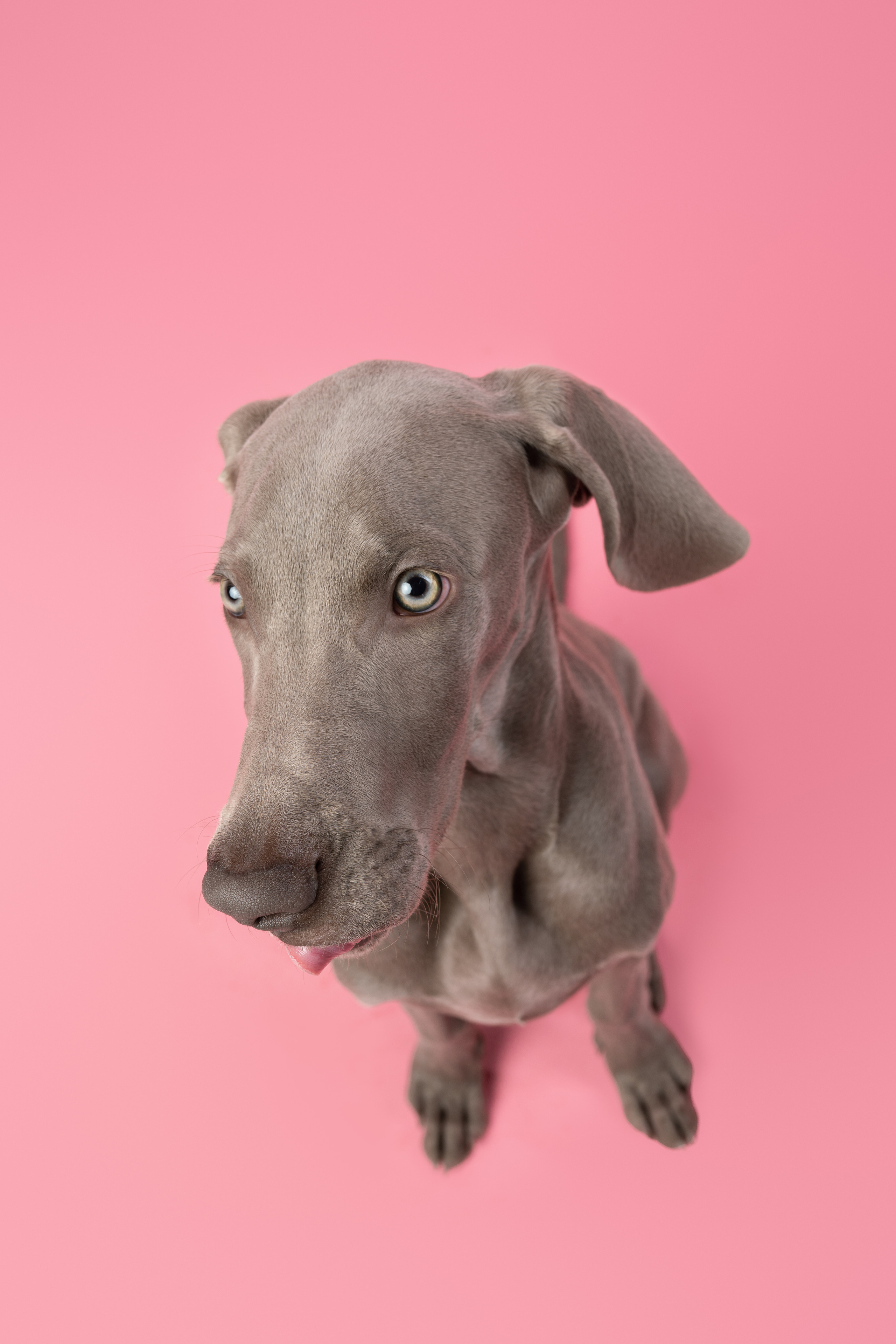 Веймаранер Элай. Фотограф анималист Осипчикова Мария