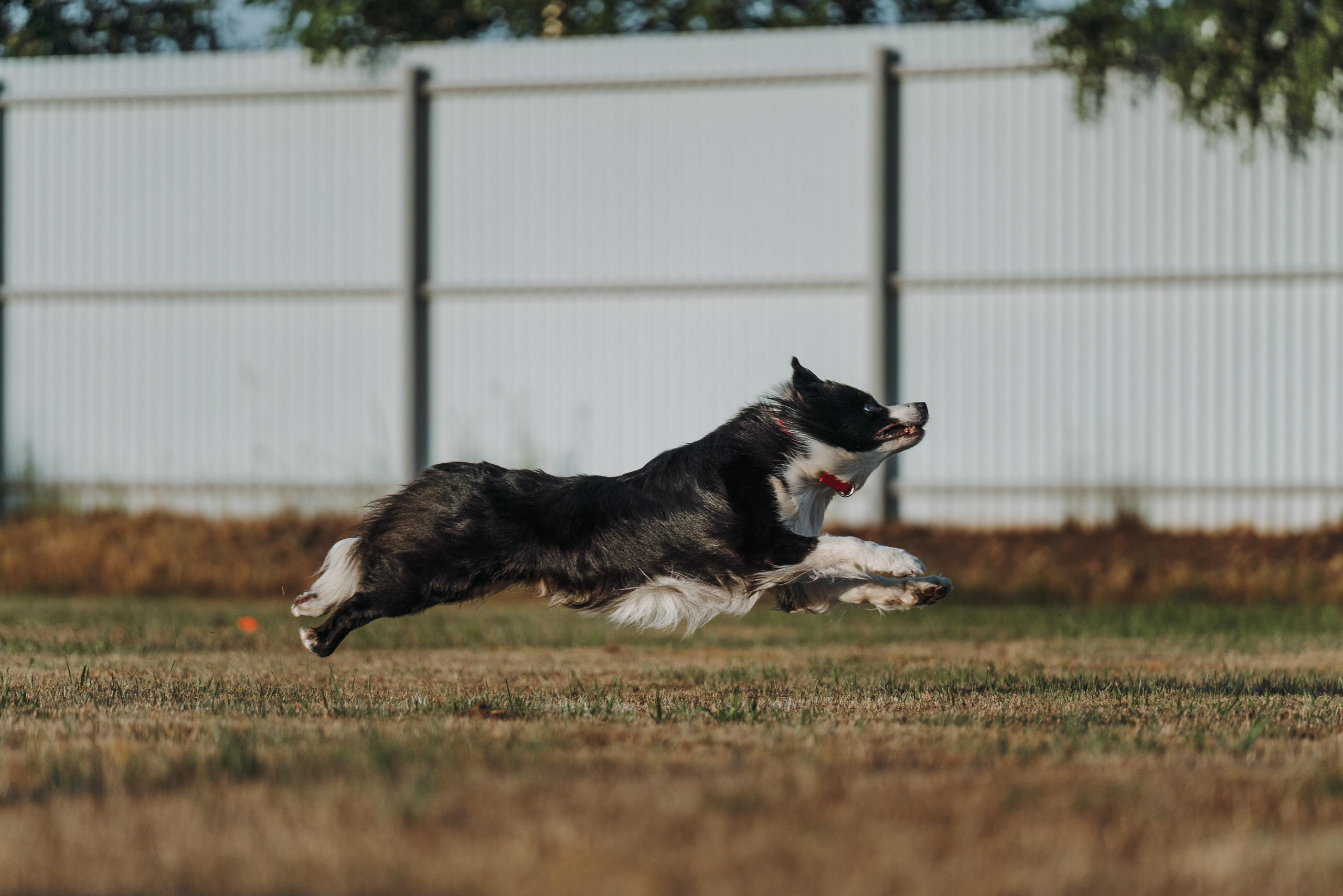 Фрисби игры UpDog. Фотограф анималист Осипчикова Мария