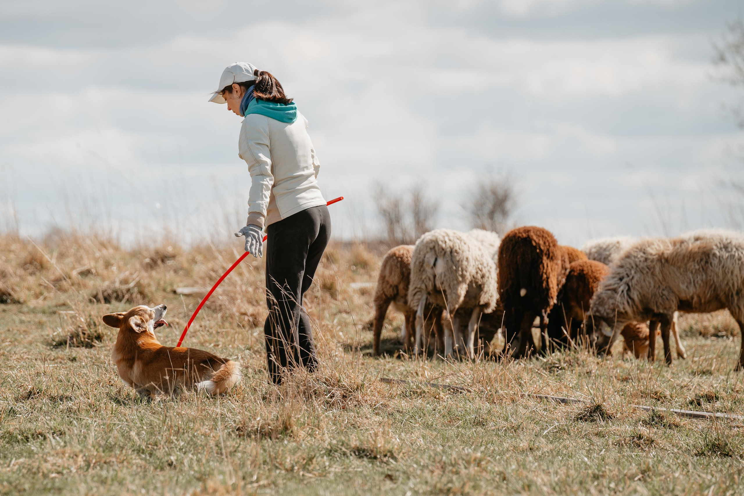 Пастушья служба. Фотограф анималист Осипчикова Мария