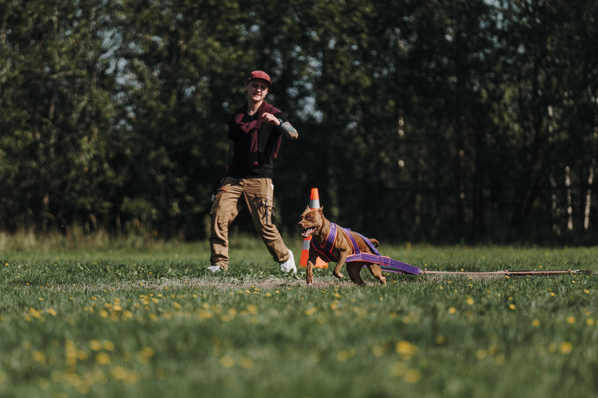 День пита и стаффа. Фотограф анималист Осипчикова Мария