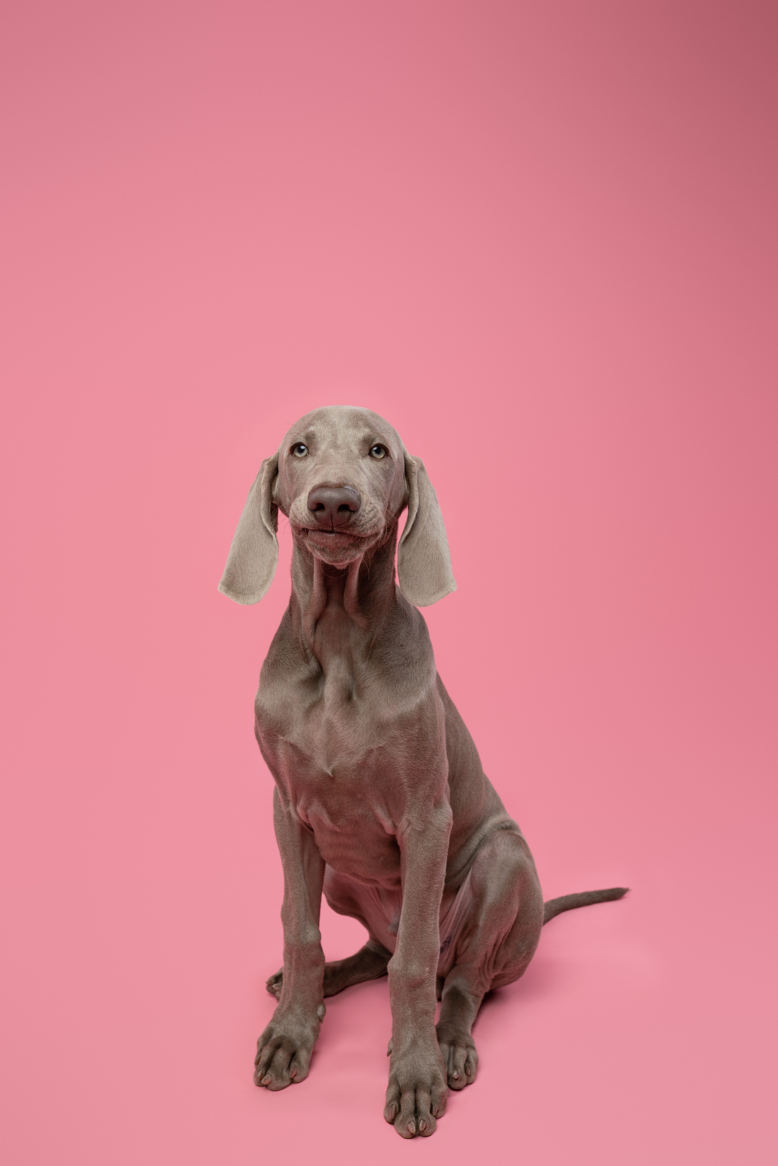 Веймаранер Элай. Фотограф анималист Осипчикова Мария