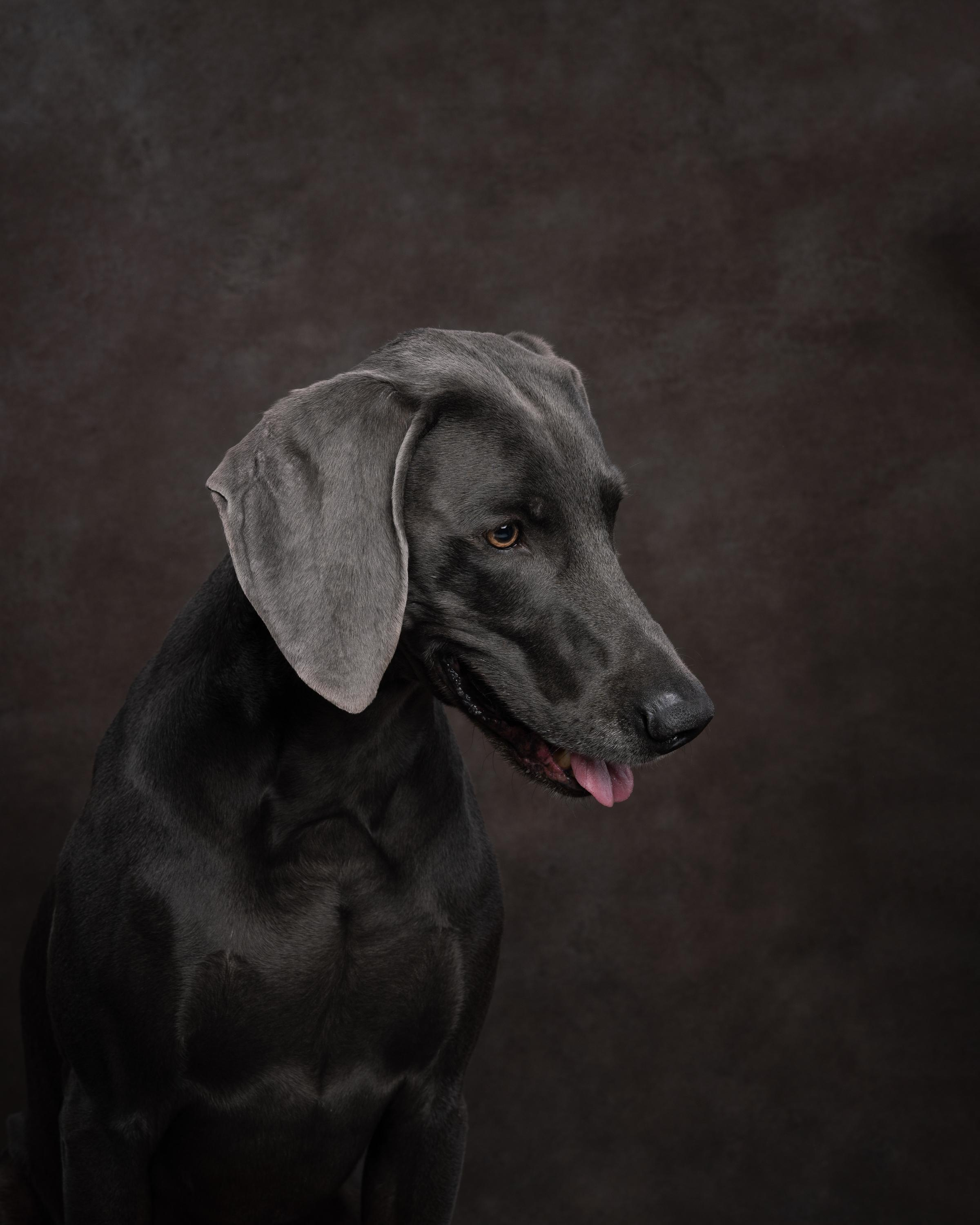 Веймаранер Рон. Фотограф анималист Осипчикова Мария