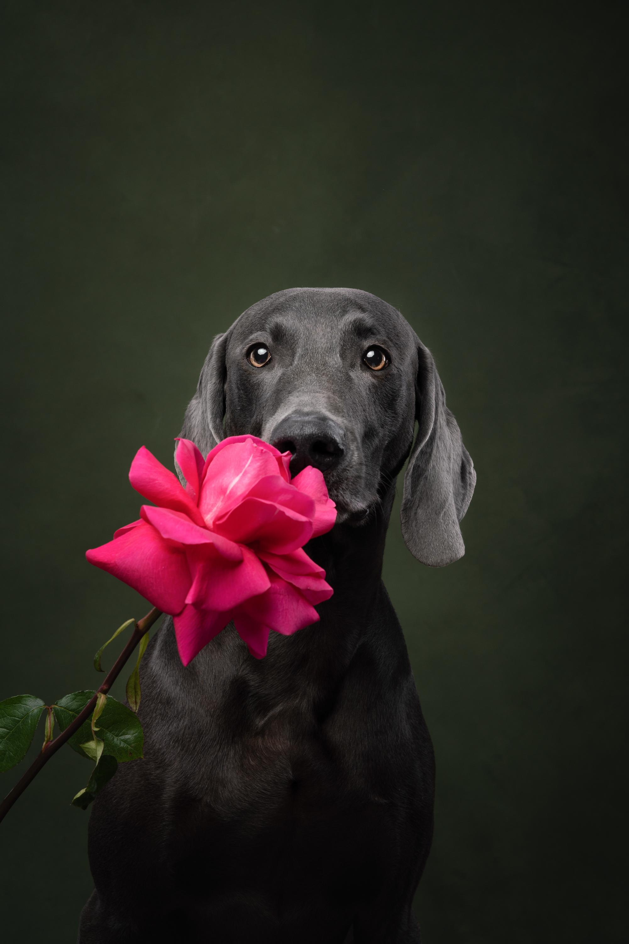Веймаранер Рон. Фотограф анималист Осипчикова Мария