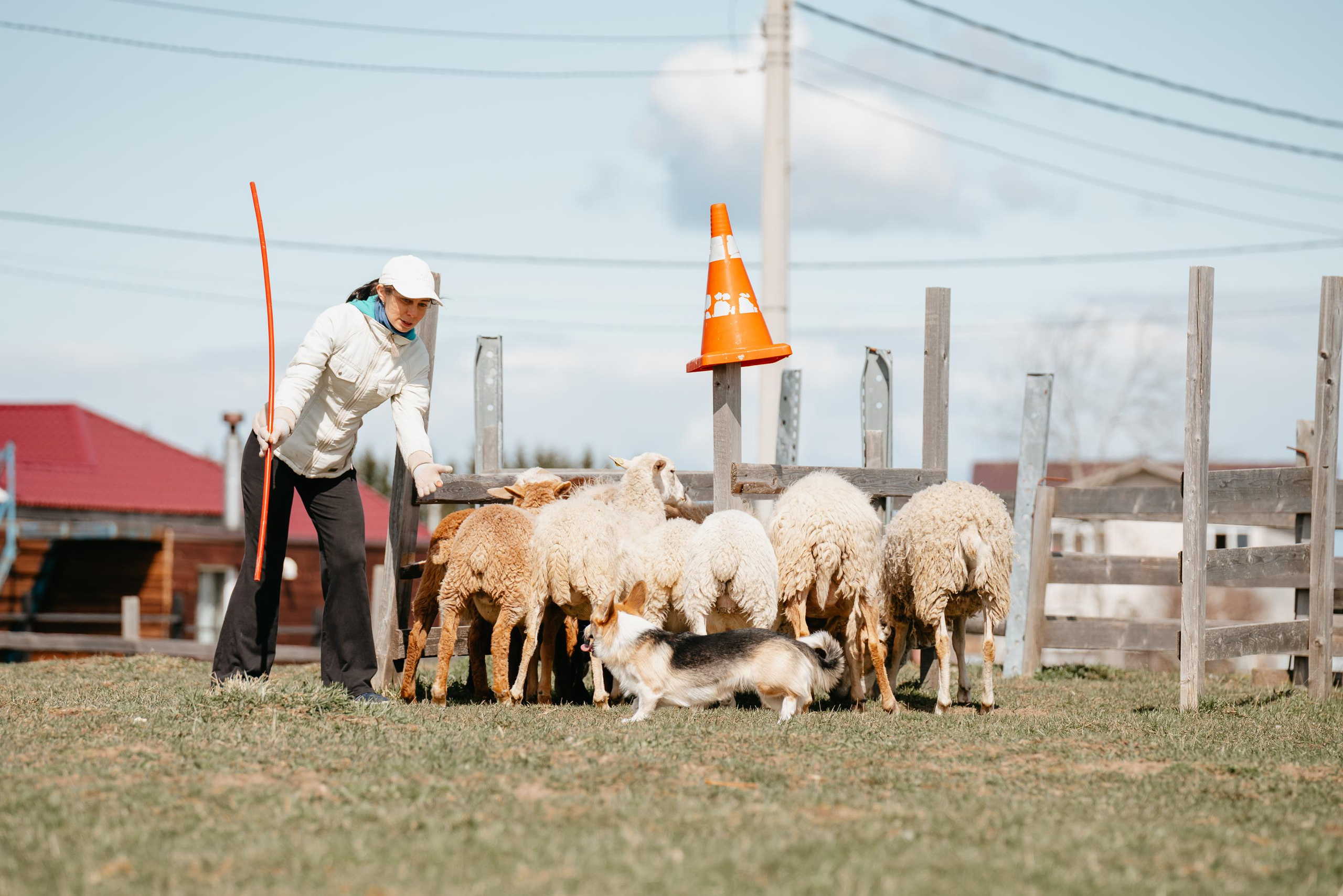 Пастушья служба. Фотограф анималист Осипчикова Мария