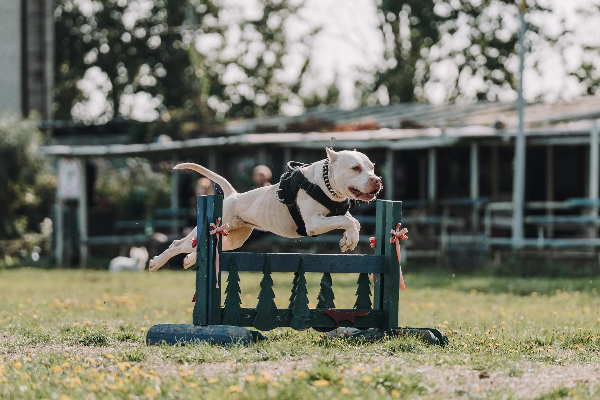 День пита и стаффа. Фотограф анималист Осипчикова Мария