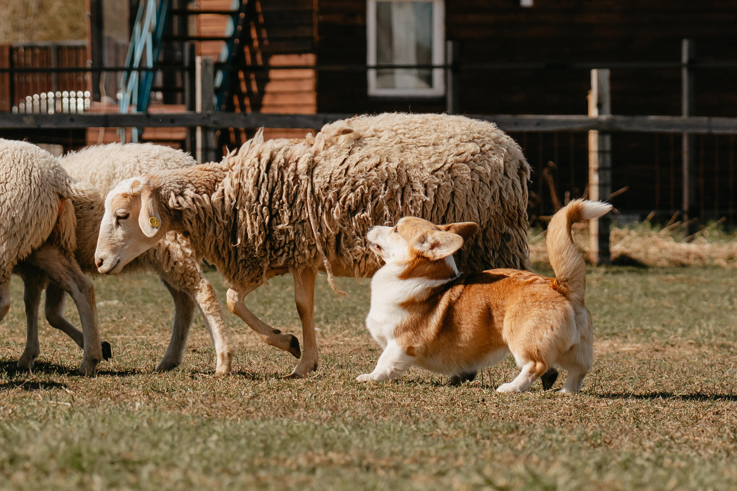 Пастушья служба. Фотограф анималист Осипчикова Мария