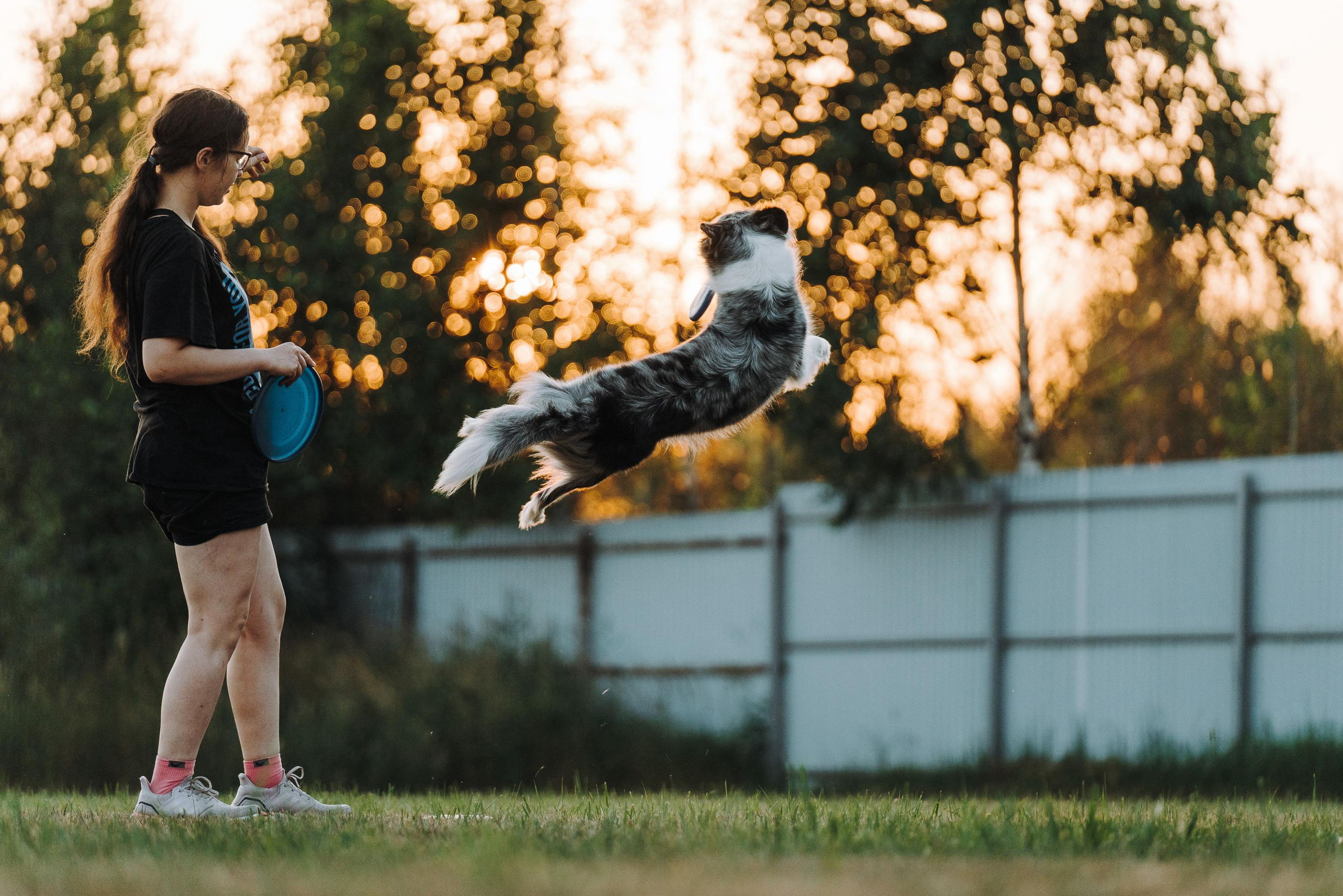 Фрисби игры UpDog. Фотограф анималист Осипчикова Мария