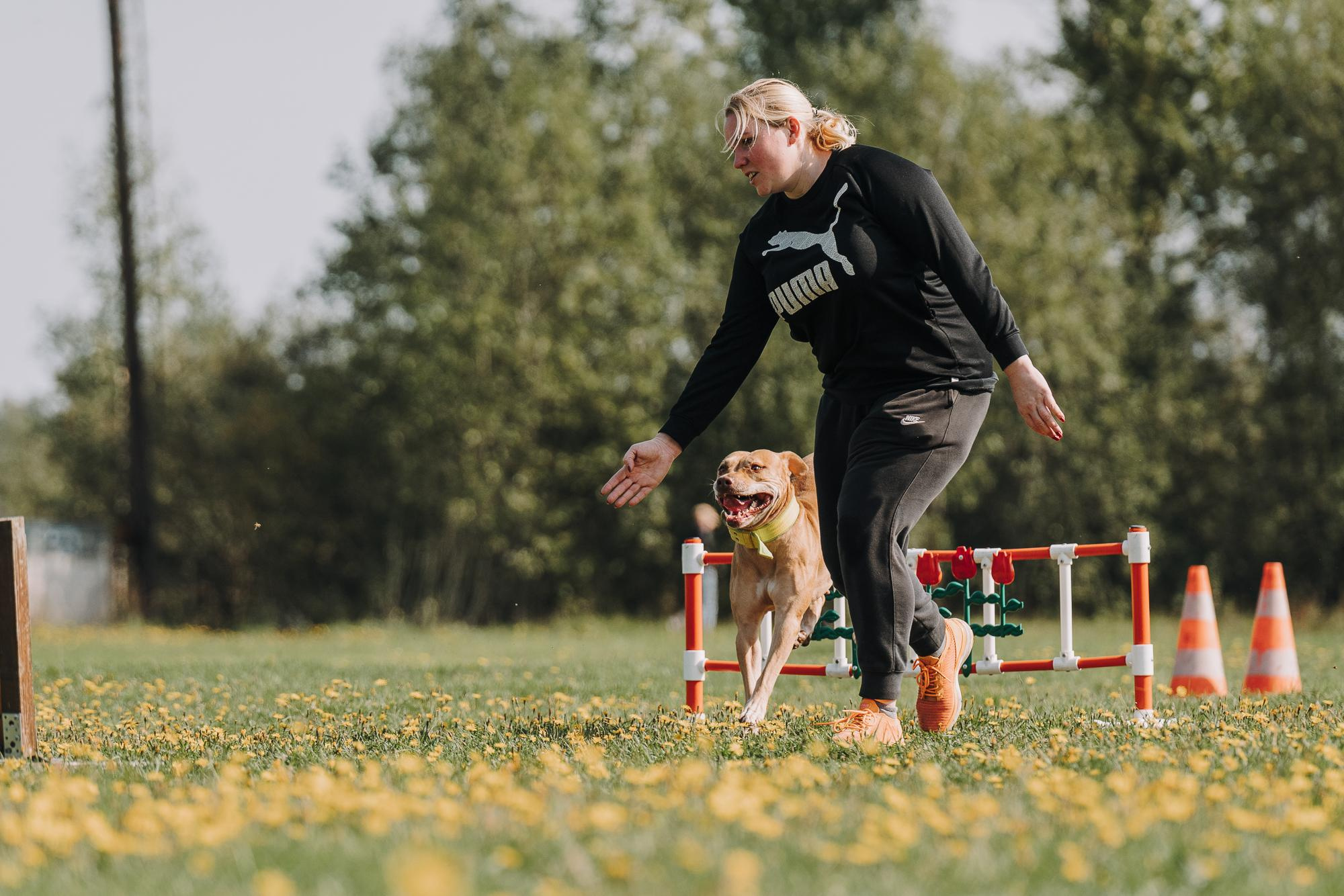 День пита и стаффа. Фотограф анималист Осипчикова Мария