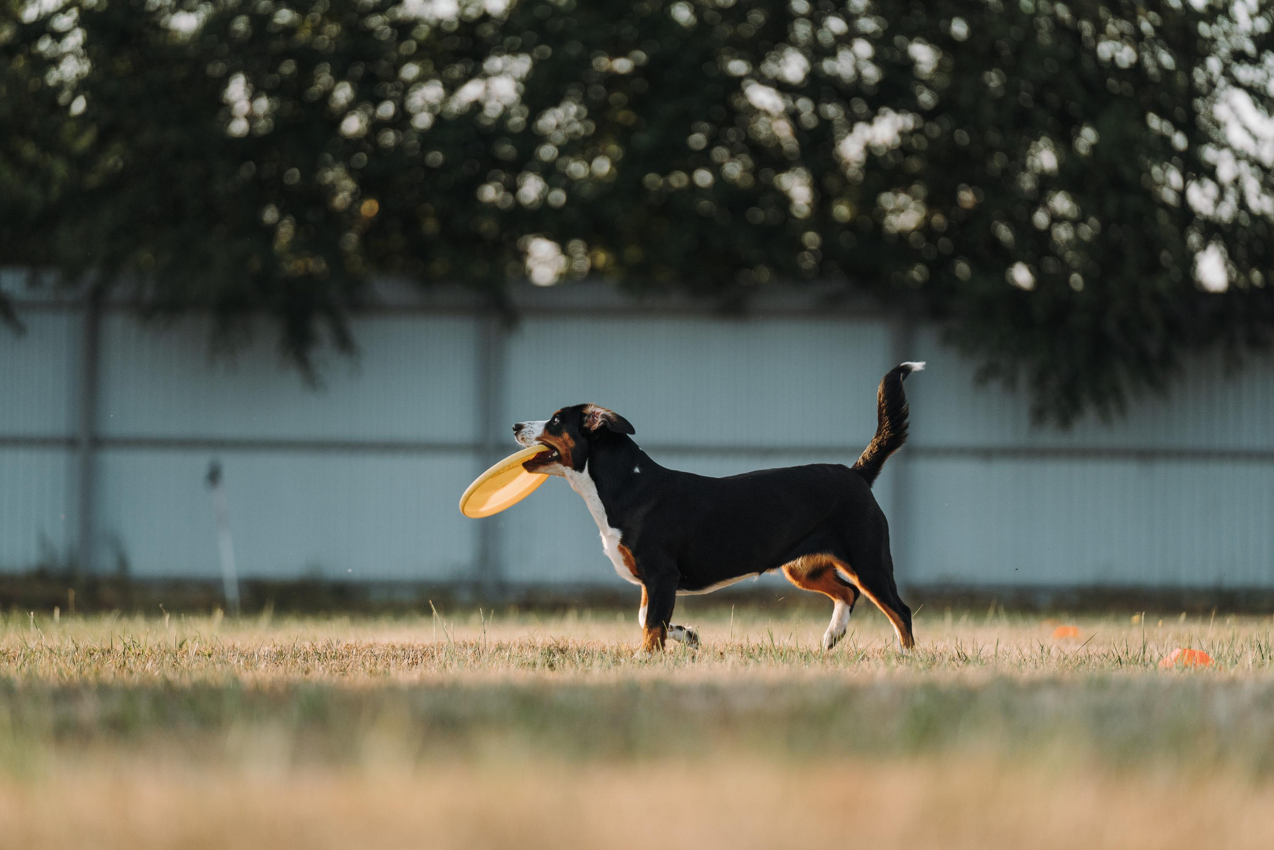 Фрисби игры UpDog. Фотограф анималист Осипчикова Мария