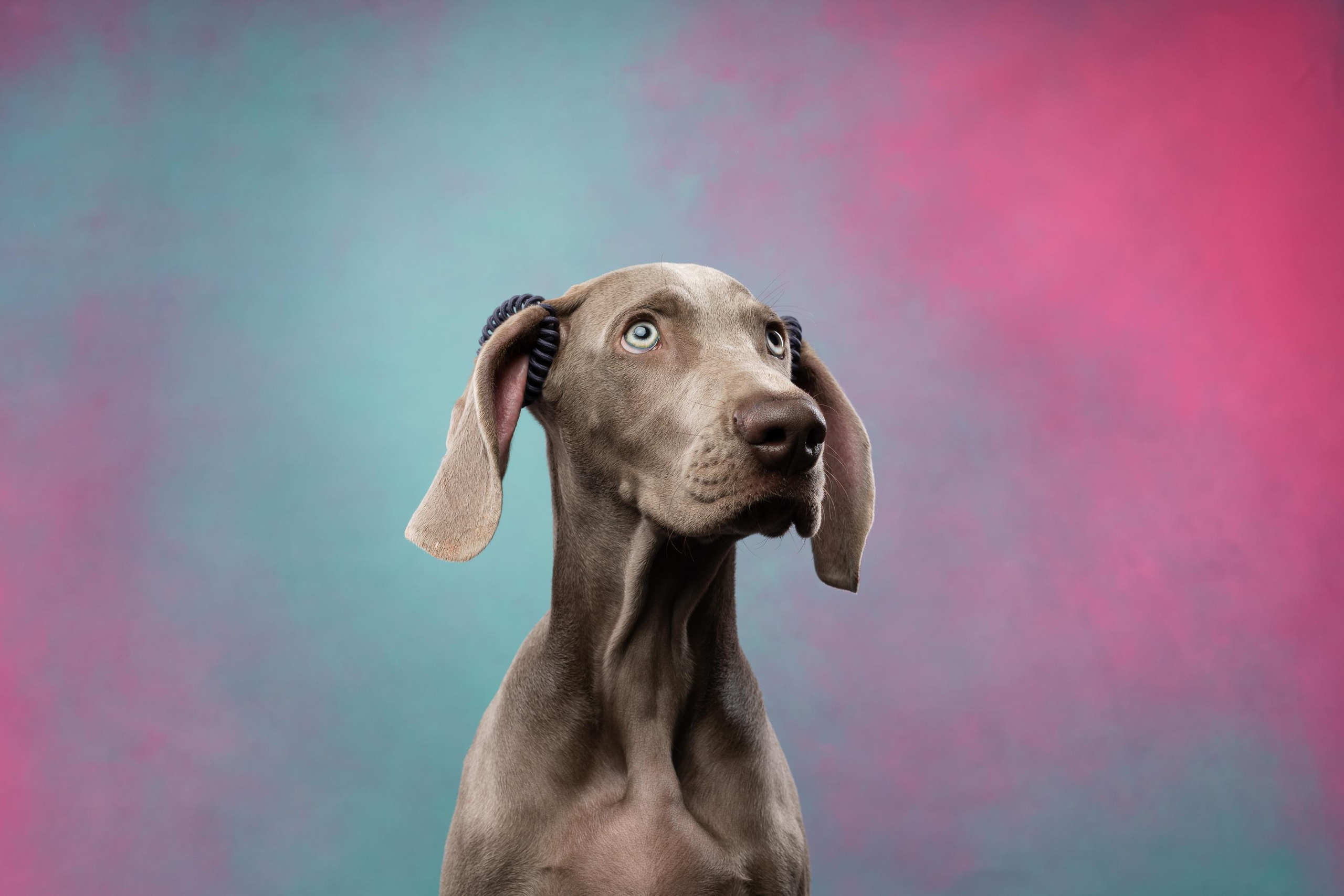 Веймаранер Эспен. Фотограф анималист Осипчикова Мария