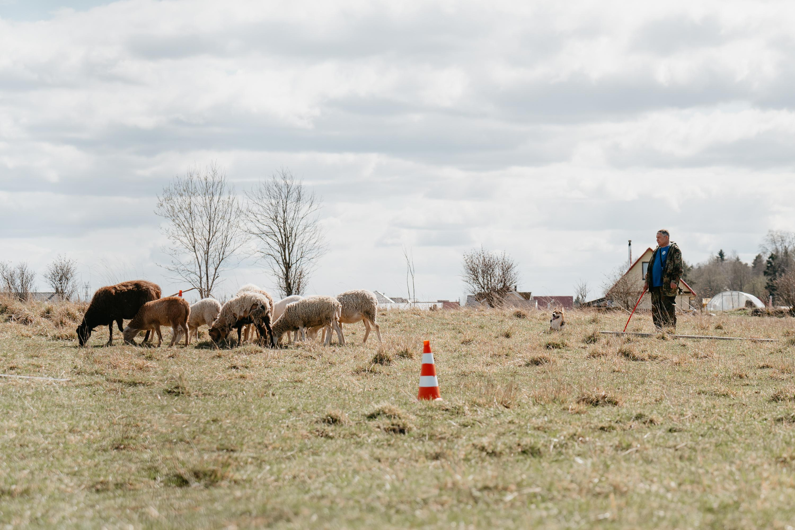 Пастушья служба. Фотограф анималист Осипчикова Мария