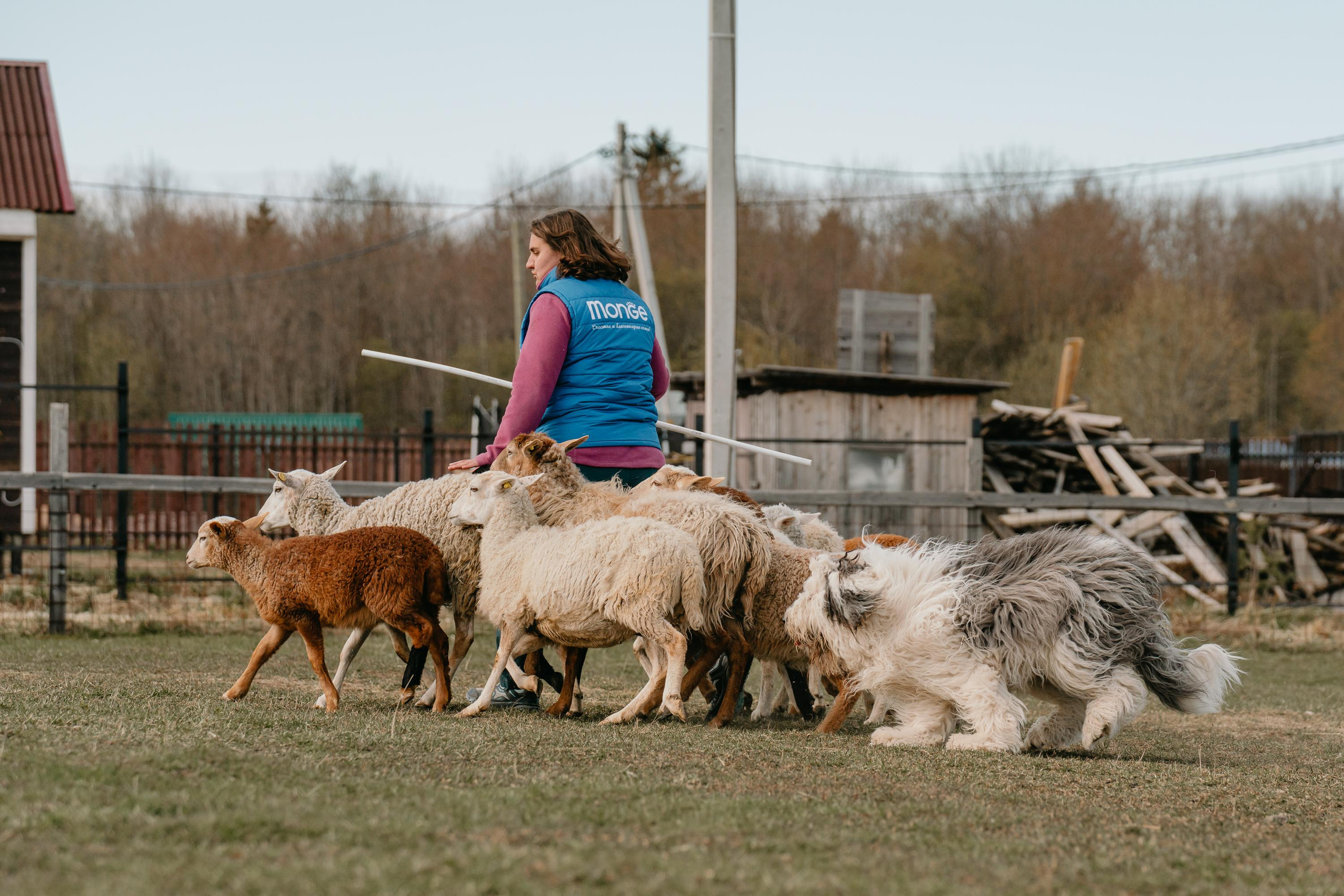 Пастушья служба. Фотограф анималист Осипчикова Мария