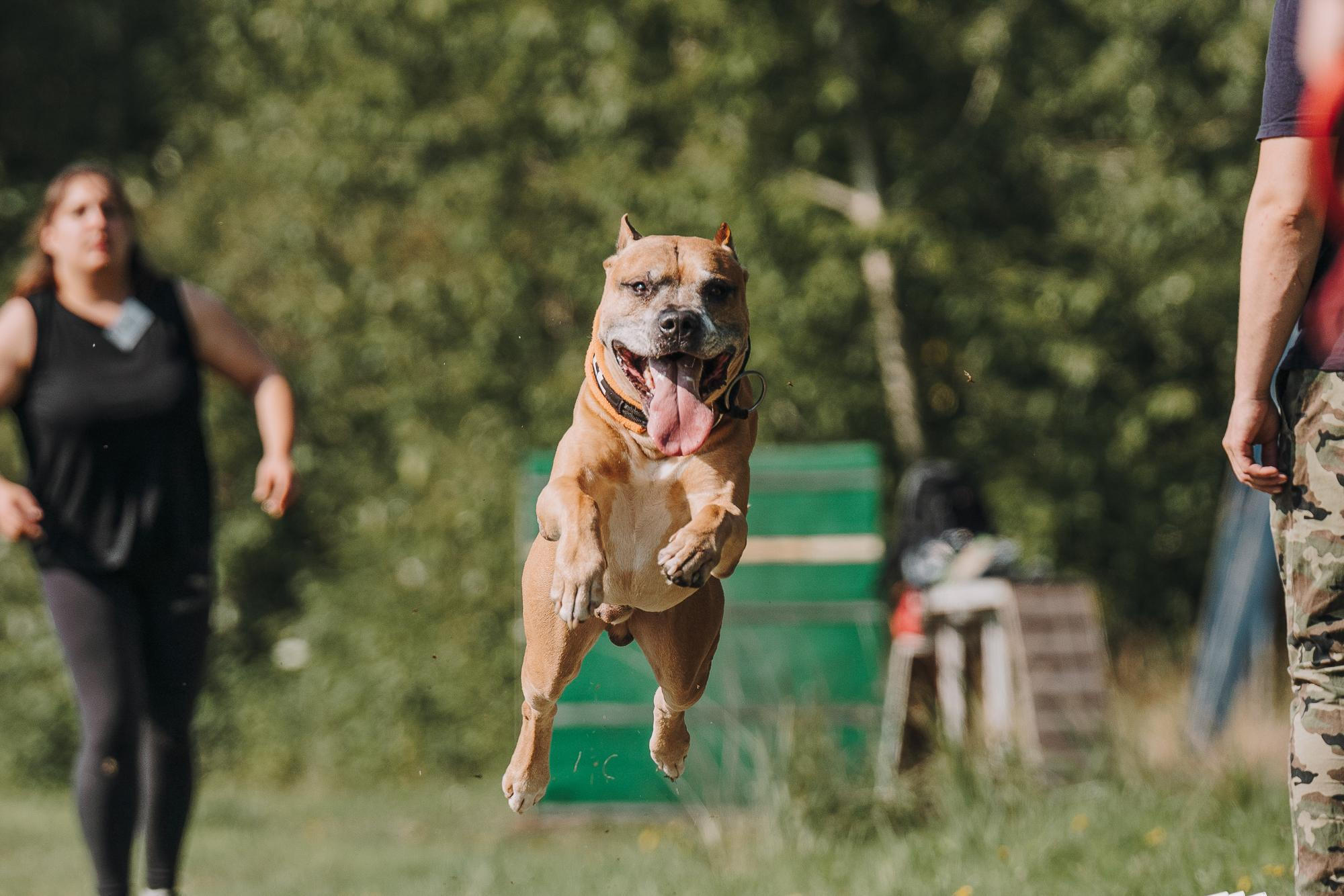 День пита и стаффа. Фотограф анималист Осипчикова Мария
