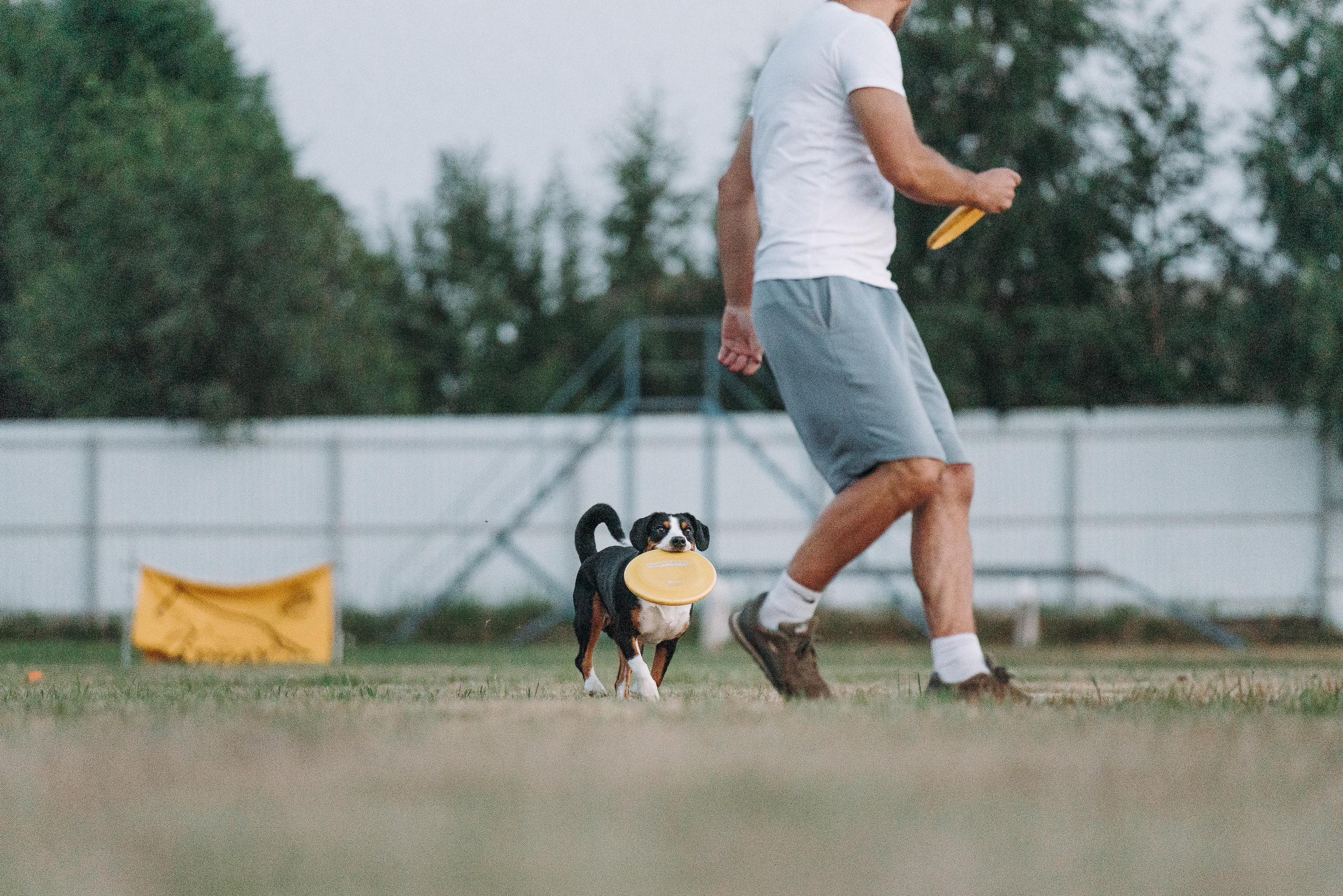 Фрисби игры UpDog. Фотограф анималист Осипчикова Мария