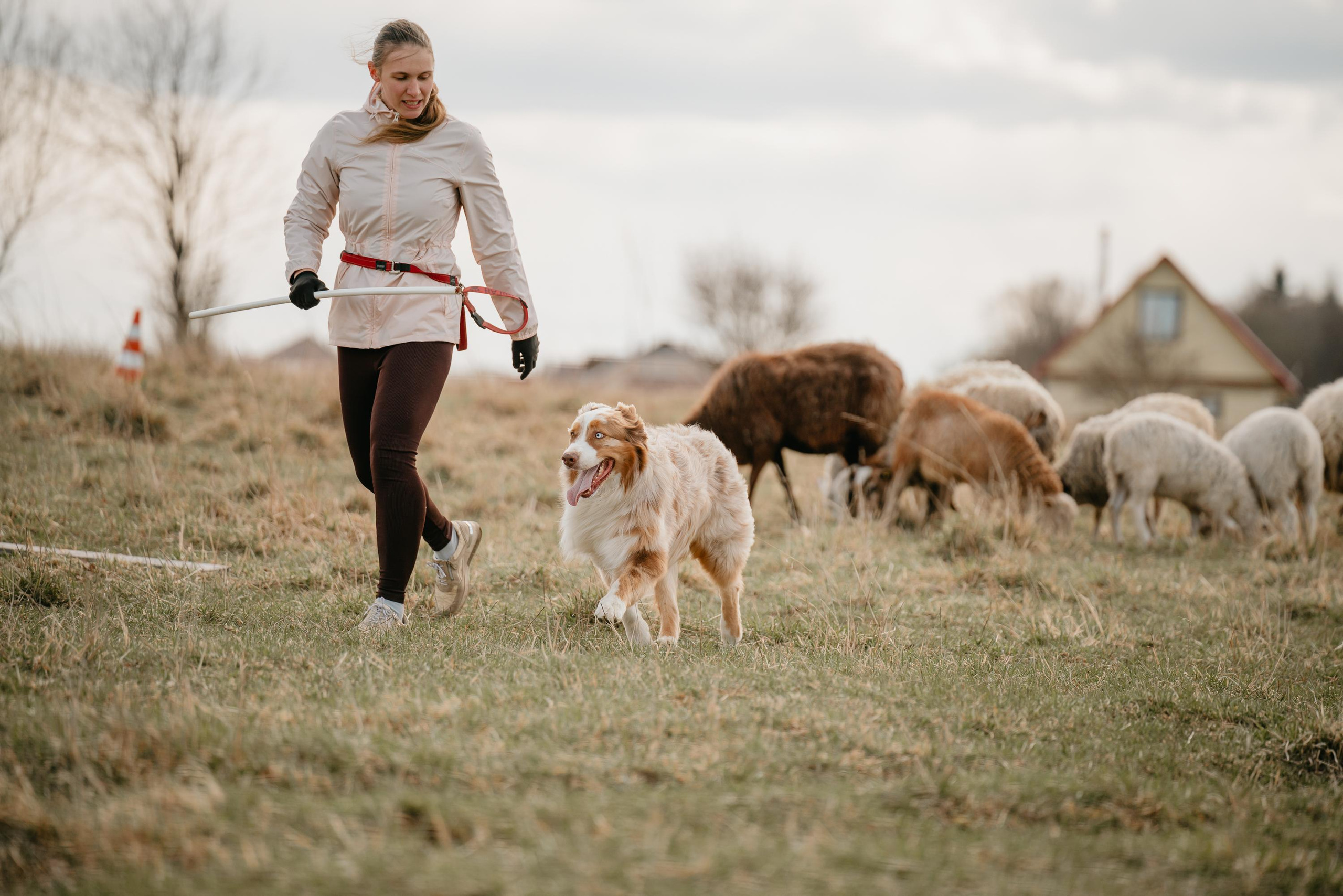 Пастушья служба. Фотограф анималист Осипчикова Мария