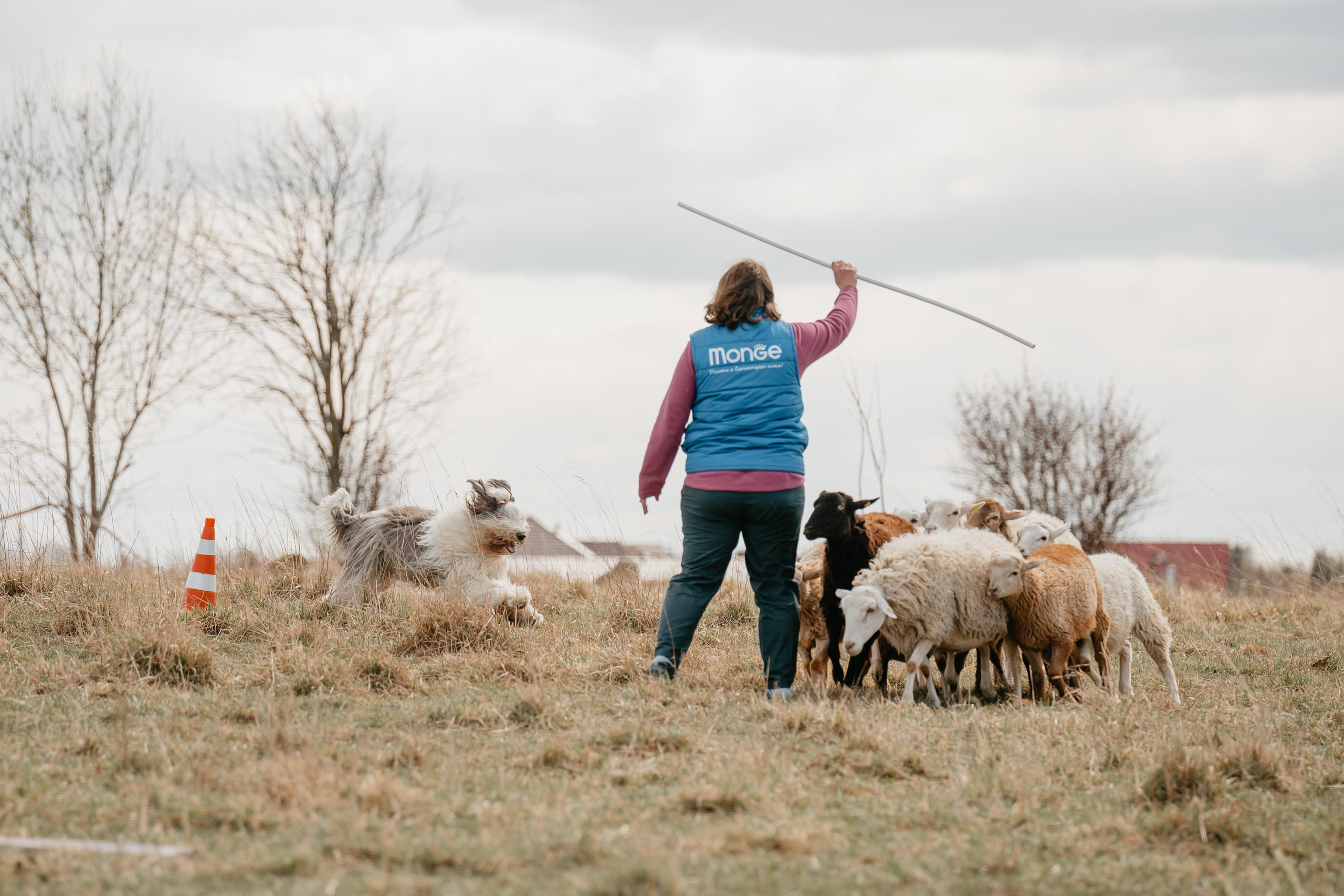 Пастушья служба. Фотограф анималист Осипчикова Мария