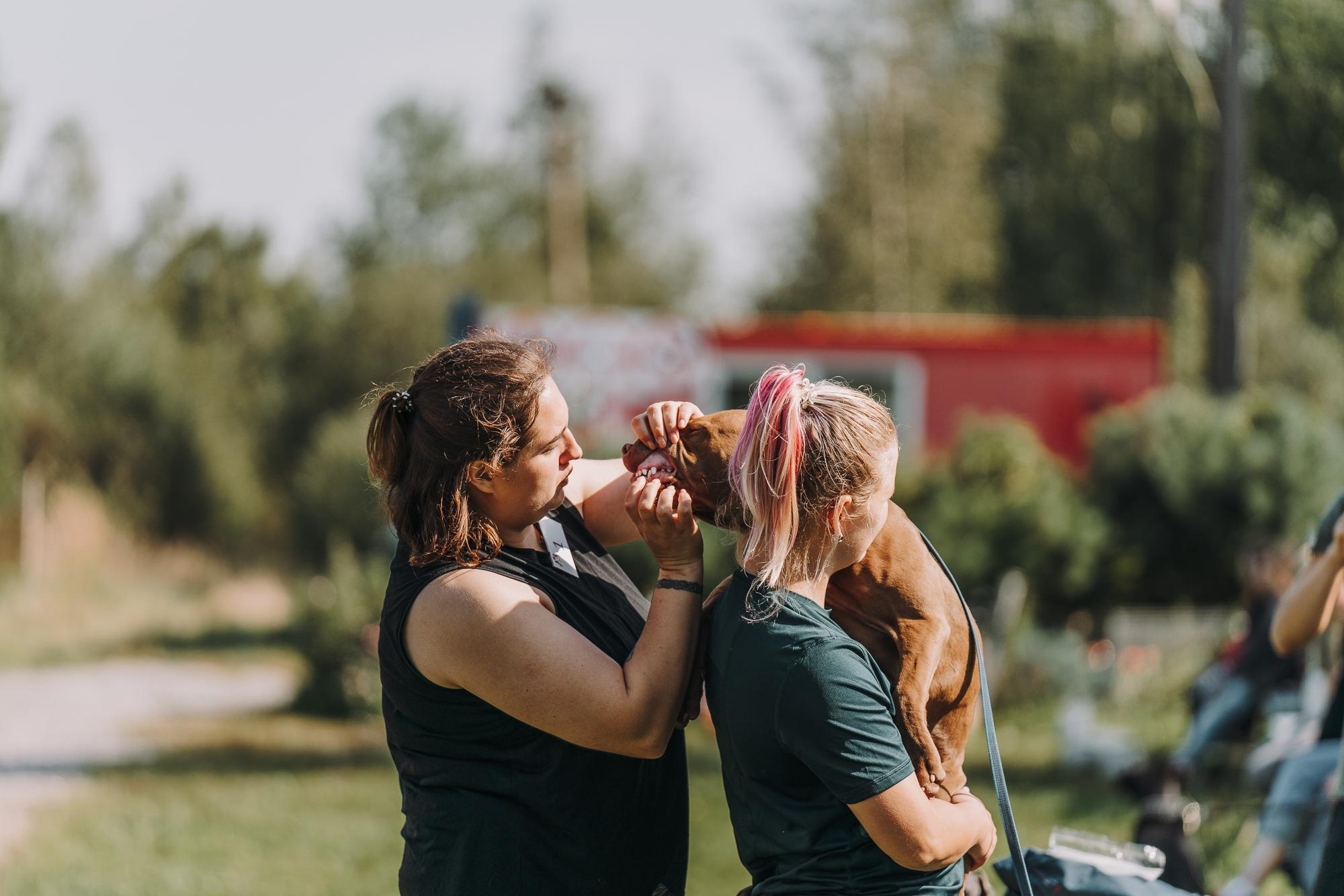 День пита и стаффа. Фотограф анималист Осипчикова Мария