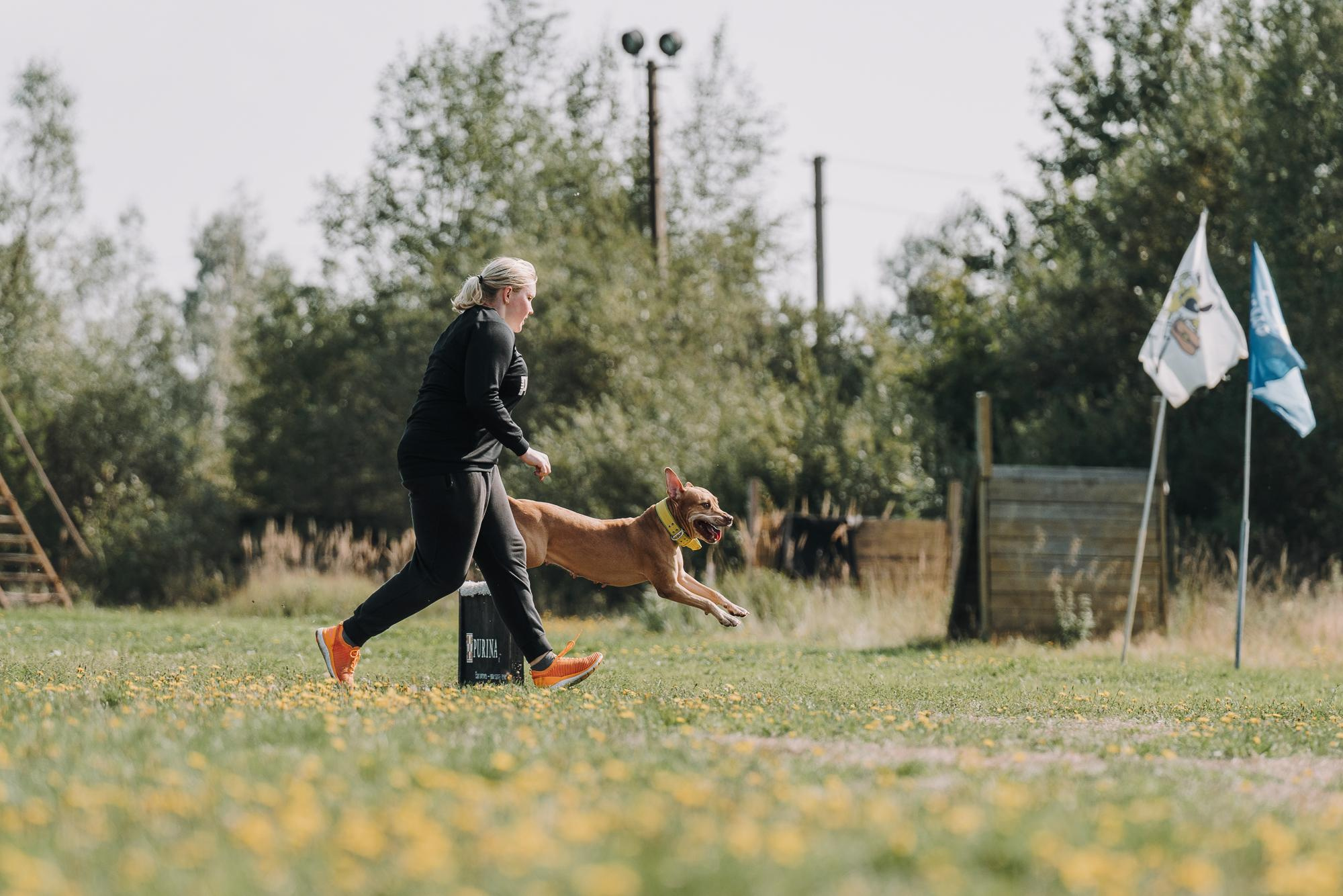 День пита и стаффа. Фотограф анималист Осипчикова Мария