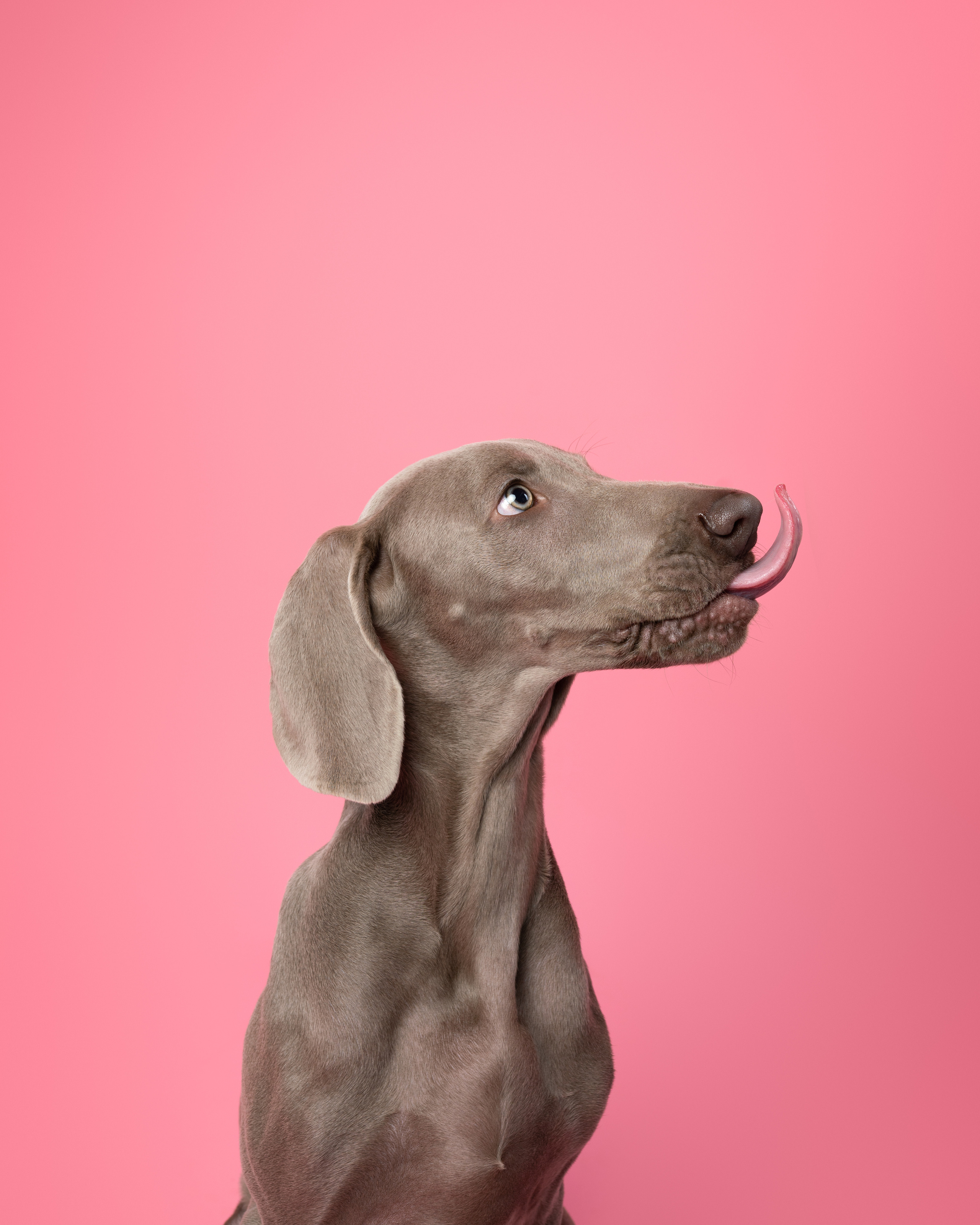 Веймаранер Элай. Фотограф анималист Осипчикова Мария