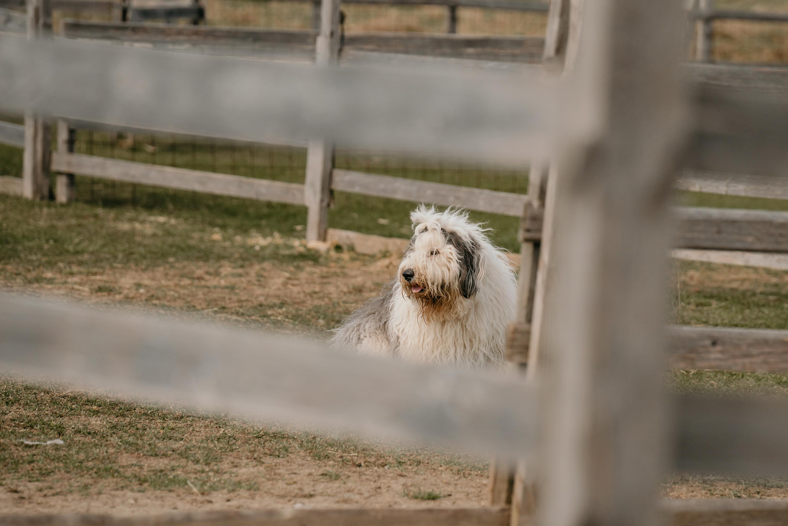 Пастушья служба. Фотограф анималист Осипчикова Мария