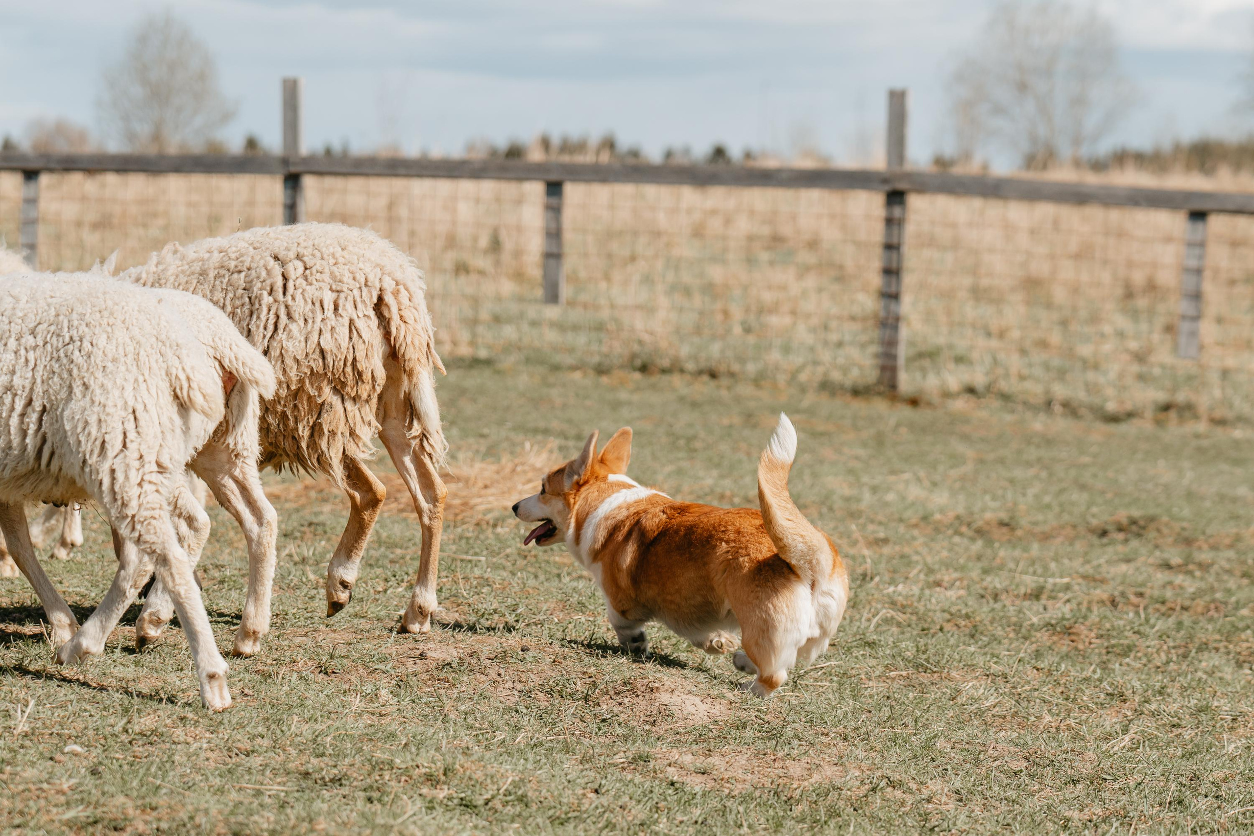 Пастушья служба. Фотограф анималист Осипчикова Мария