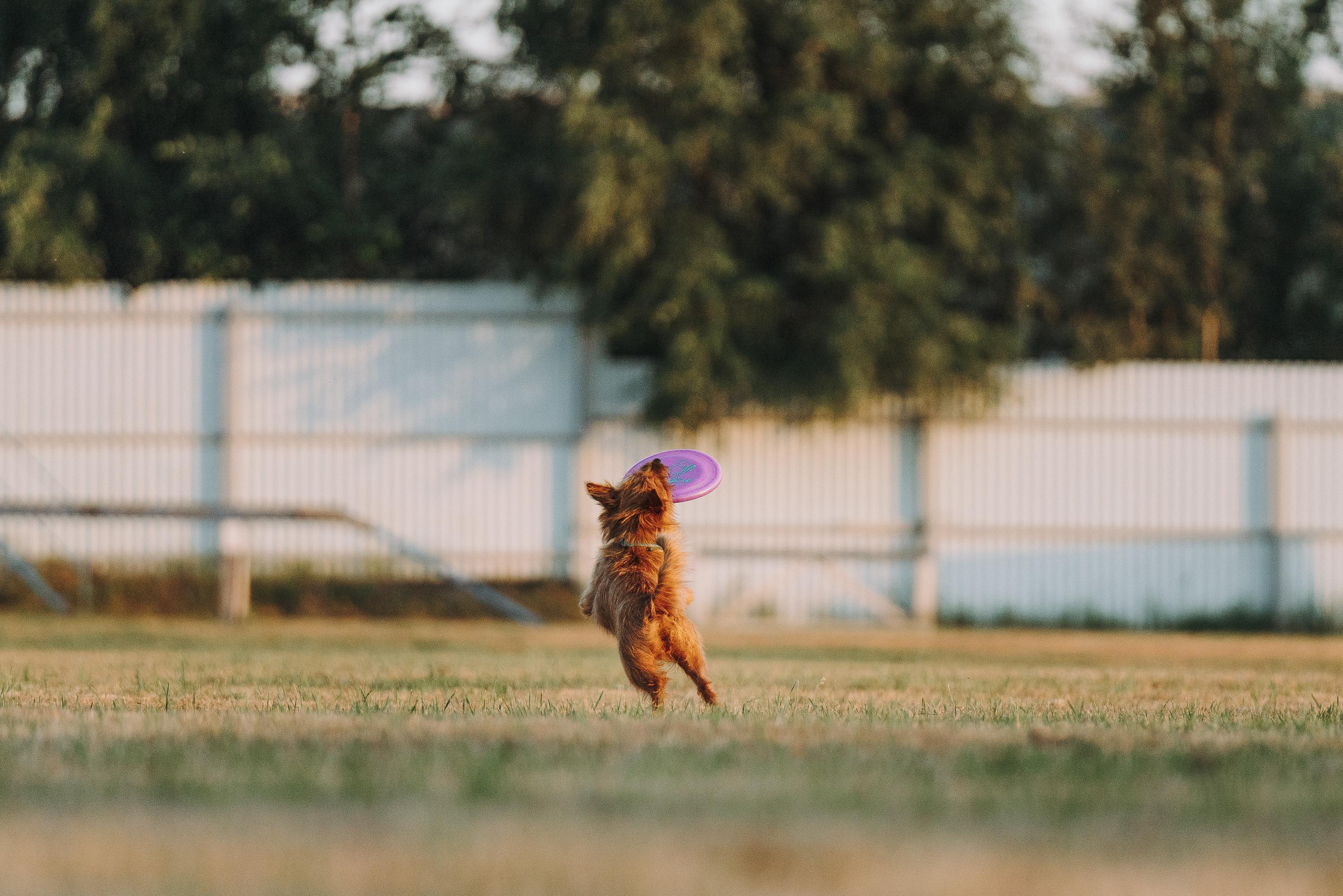 Фрисби игры UpDog. Фотограф анималист Осипчикова Мария