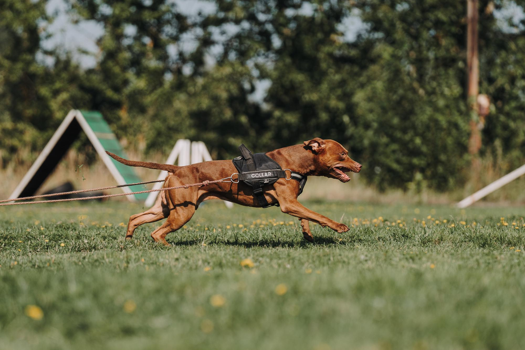 День пита и стаффа. Фотограф анималист Осипчикова Мария