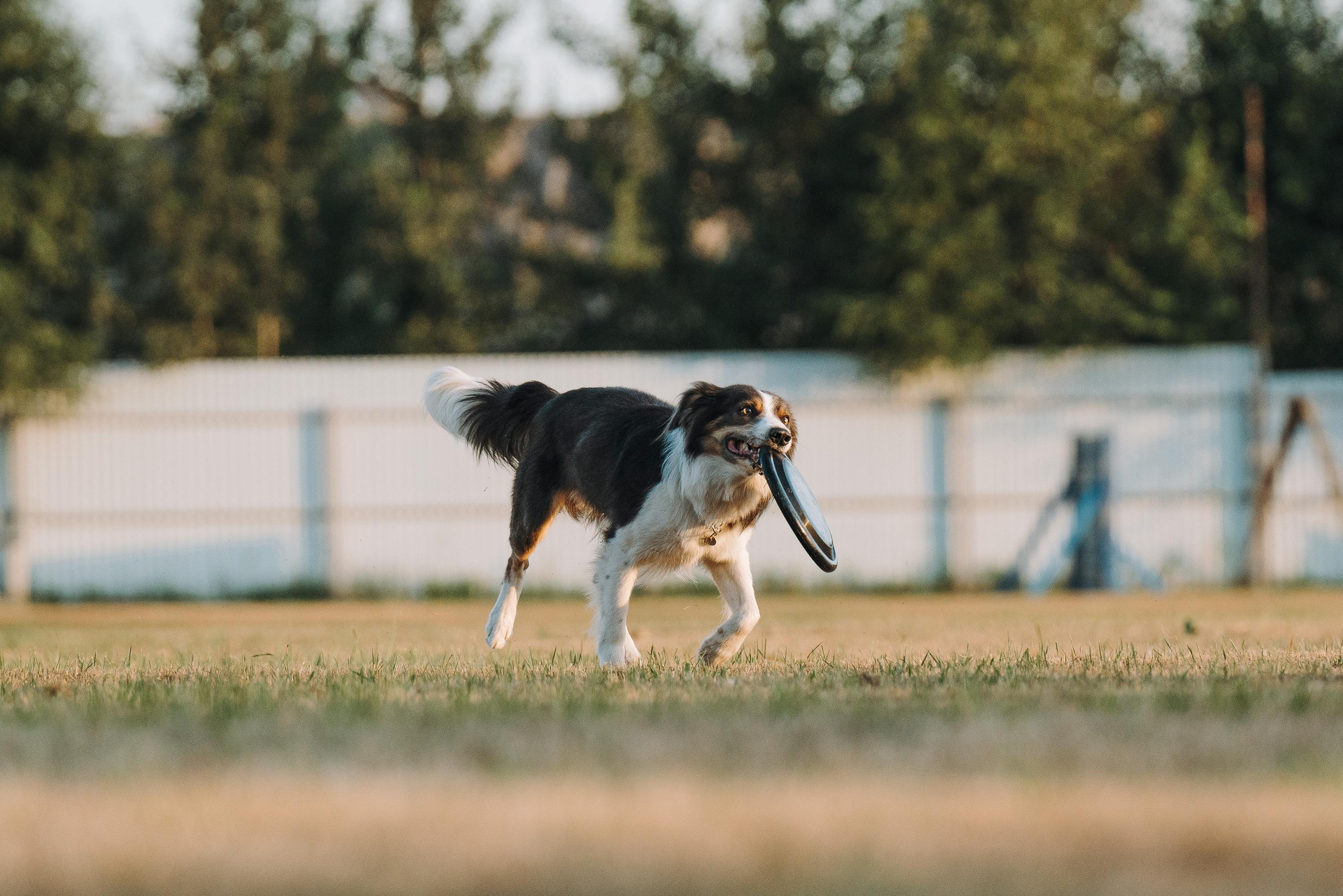 Фрисби игры UpDog. Фотограф анималист Осипчикова Мария