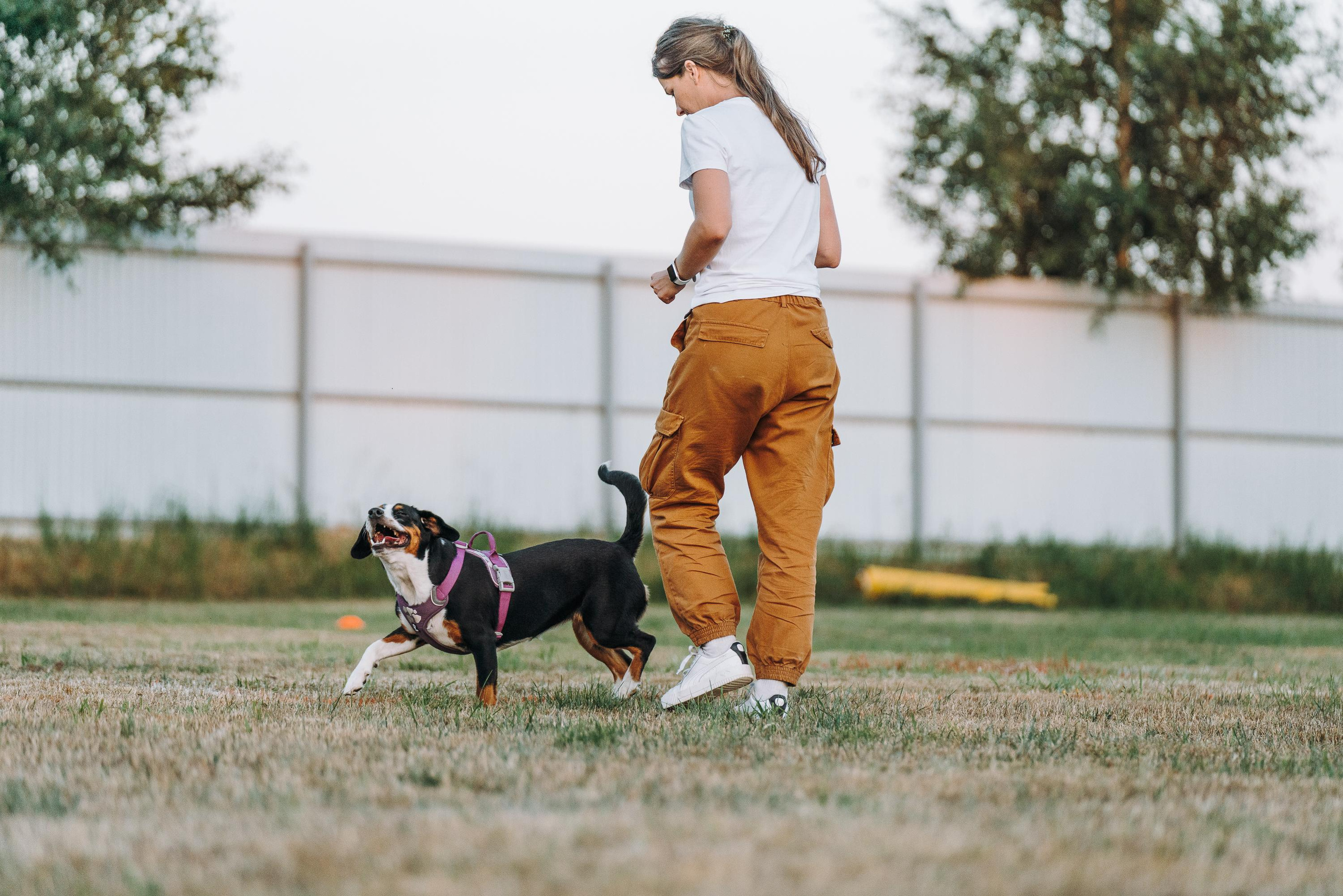 Фрисби игры UpDog. Фотограф анималист Осипчикова Мария