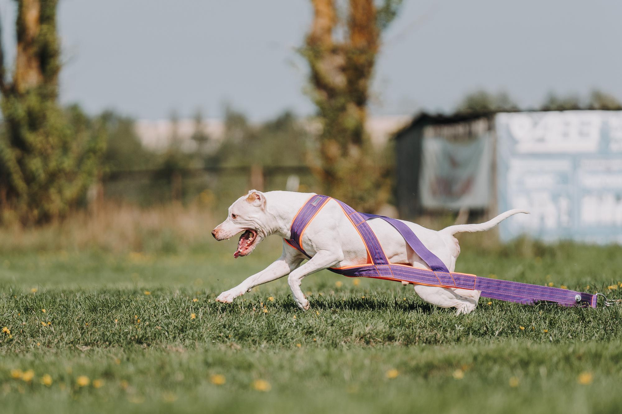 День пита и стаффа. Фотограф анималист Осипчикова Мария