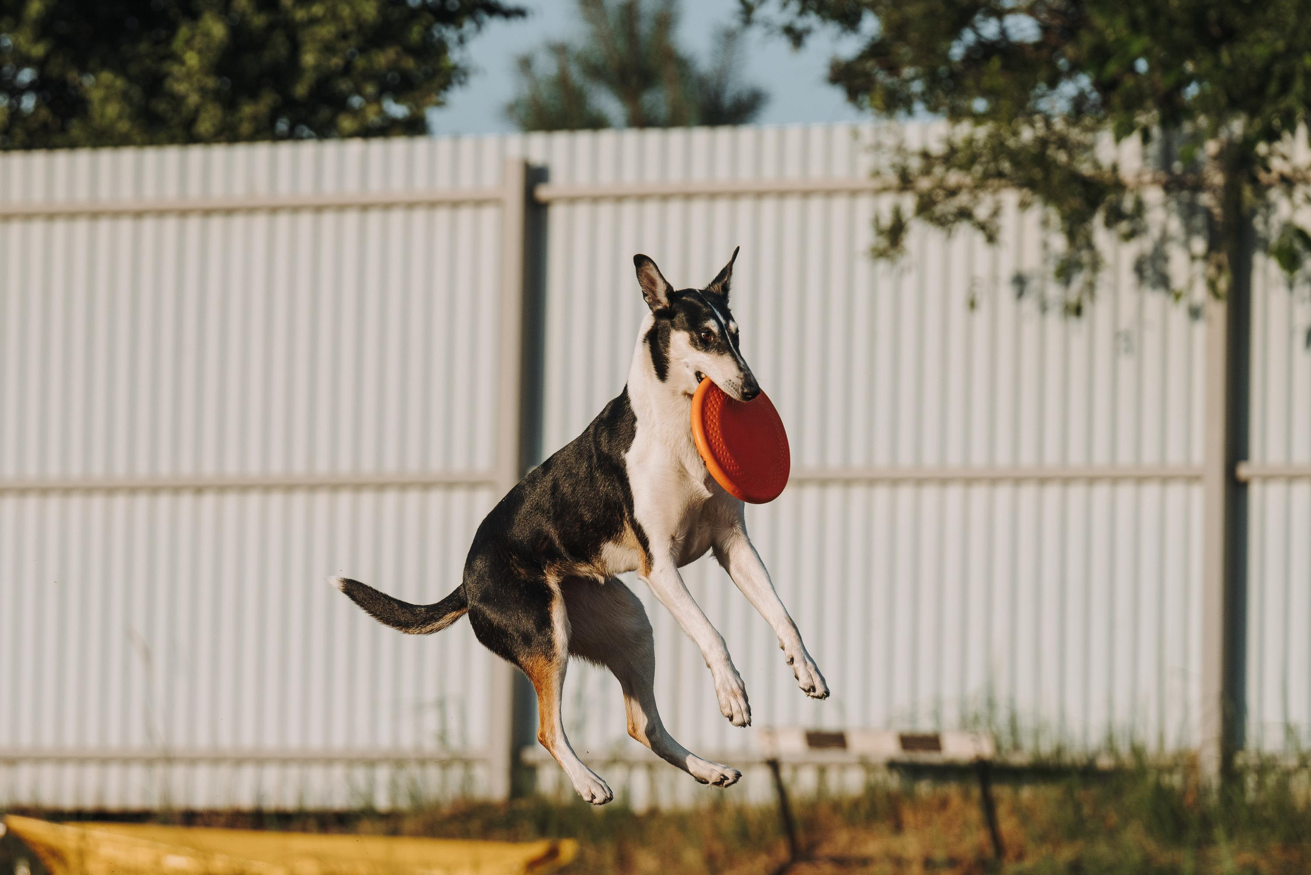 Фрисби игры UpDog. Фотограф анималист Осипчикова Мария