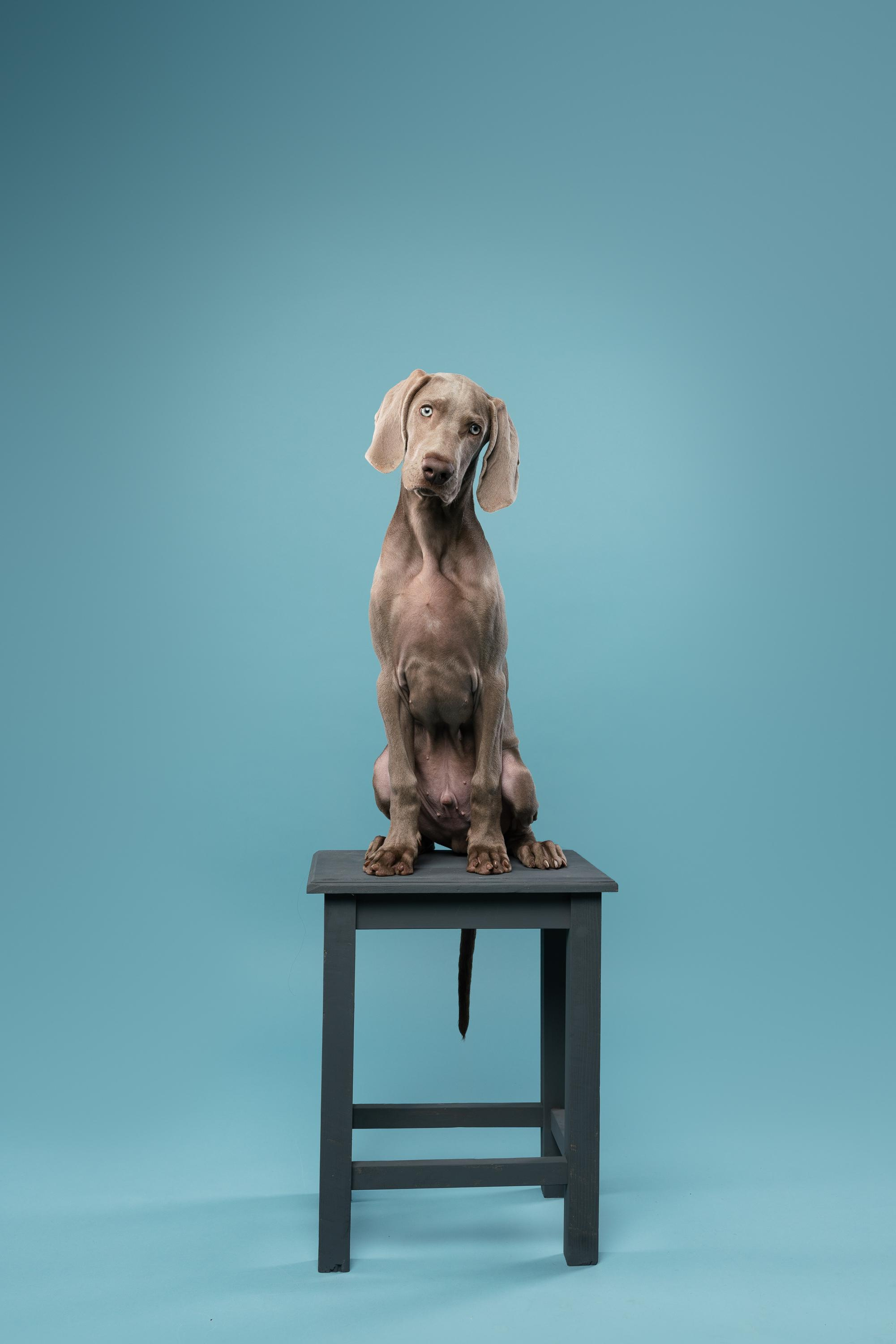 Веймаранер Эспен. Фотограф анималист Осипчикова Мария