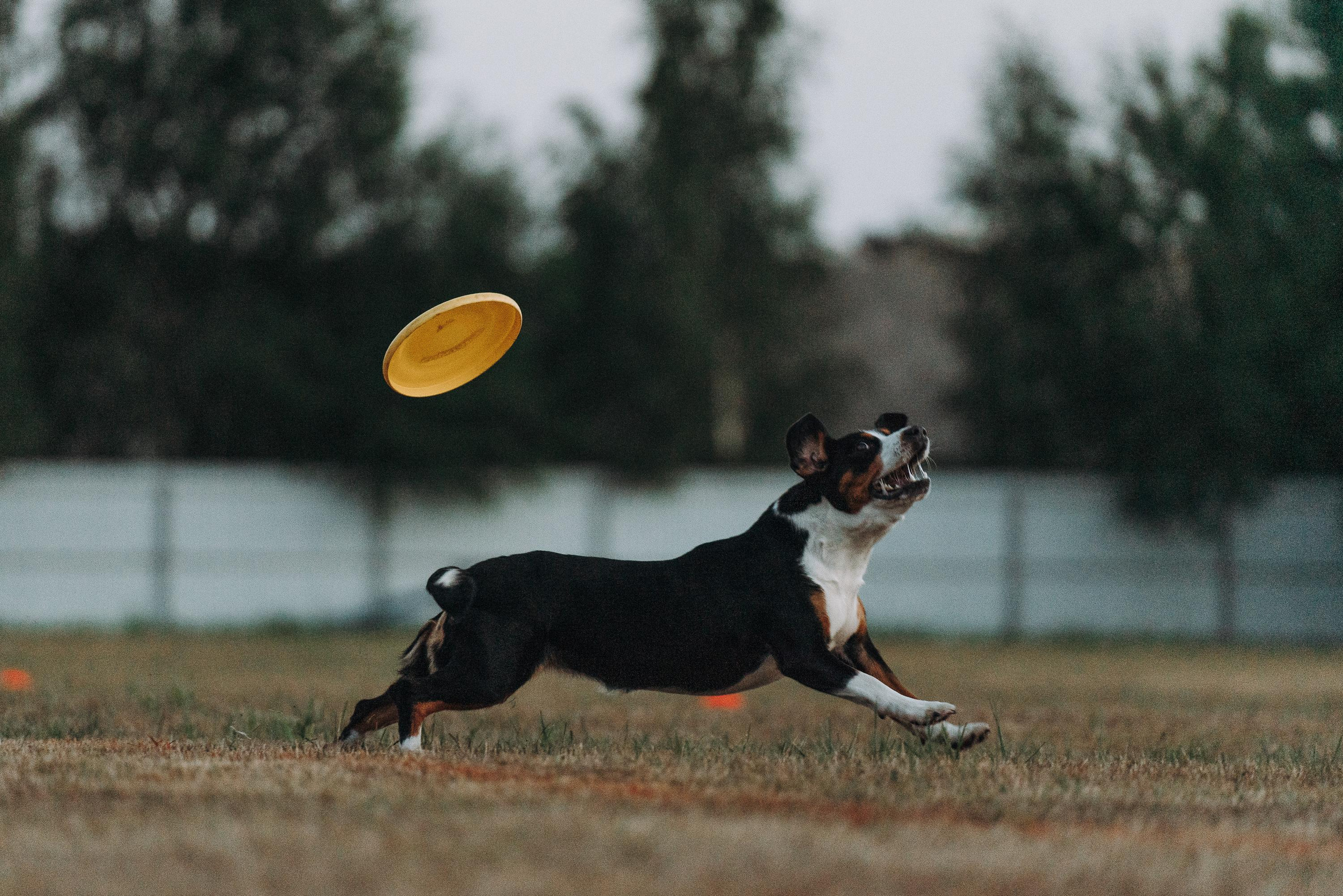 Фрисби игры UpDog. Фотограф анималист Осипчикова Мария