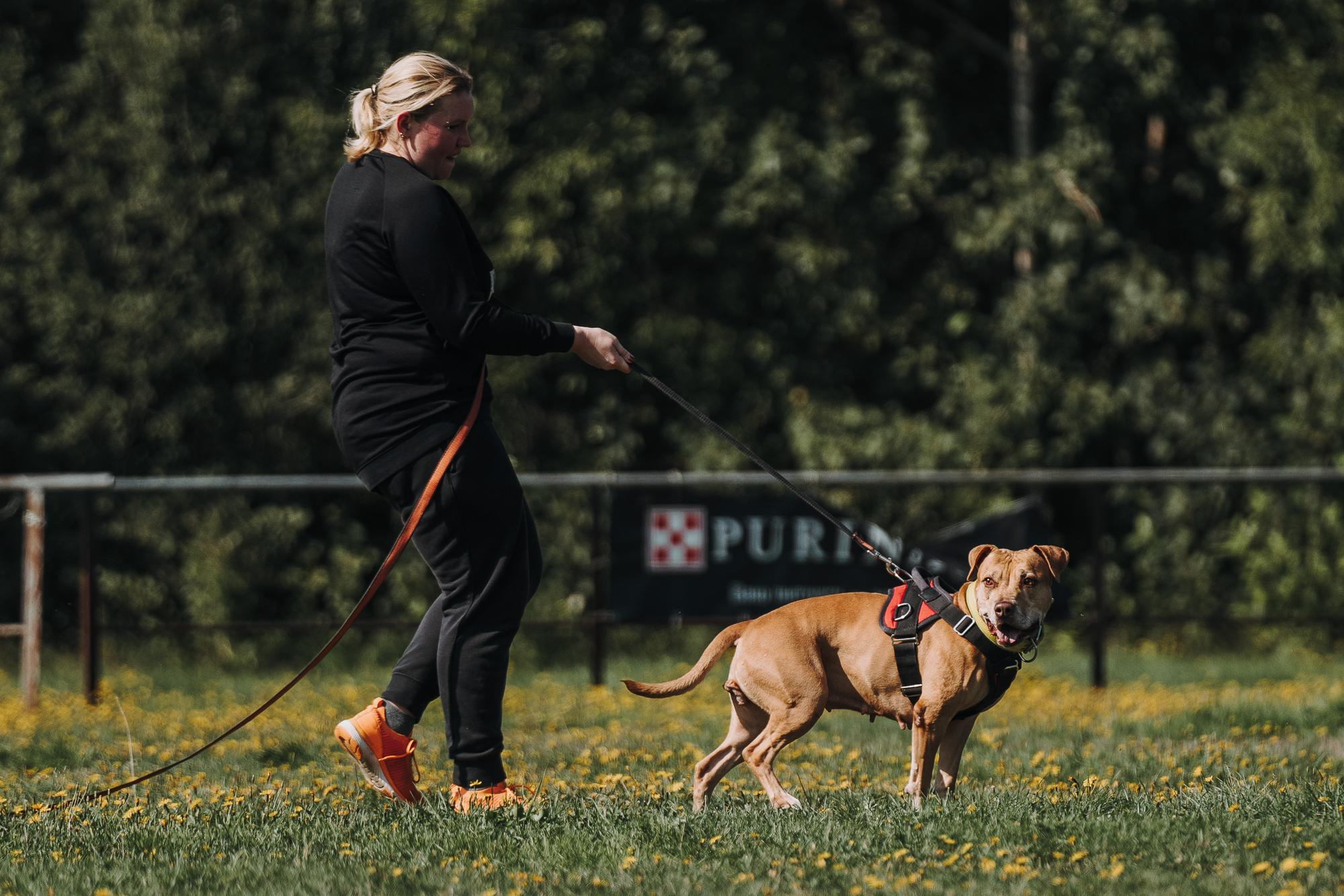 День пита и стаффа. Фотограф анималист Осипчикова Мария