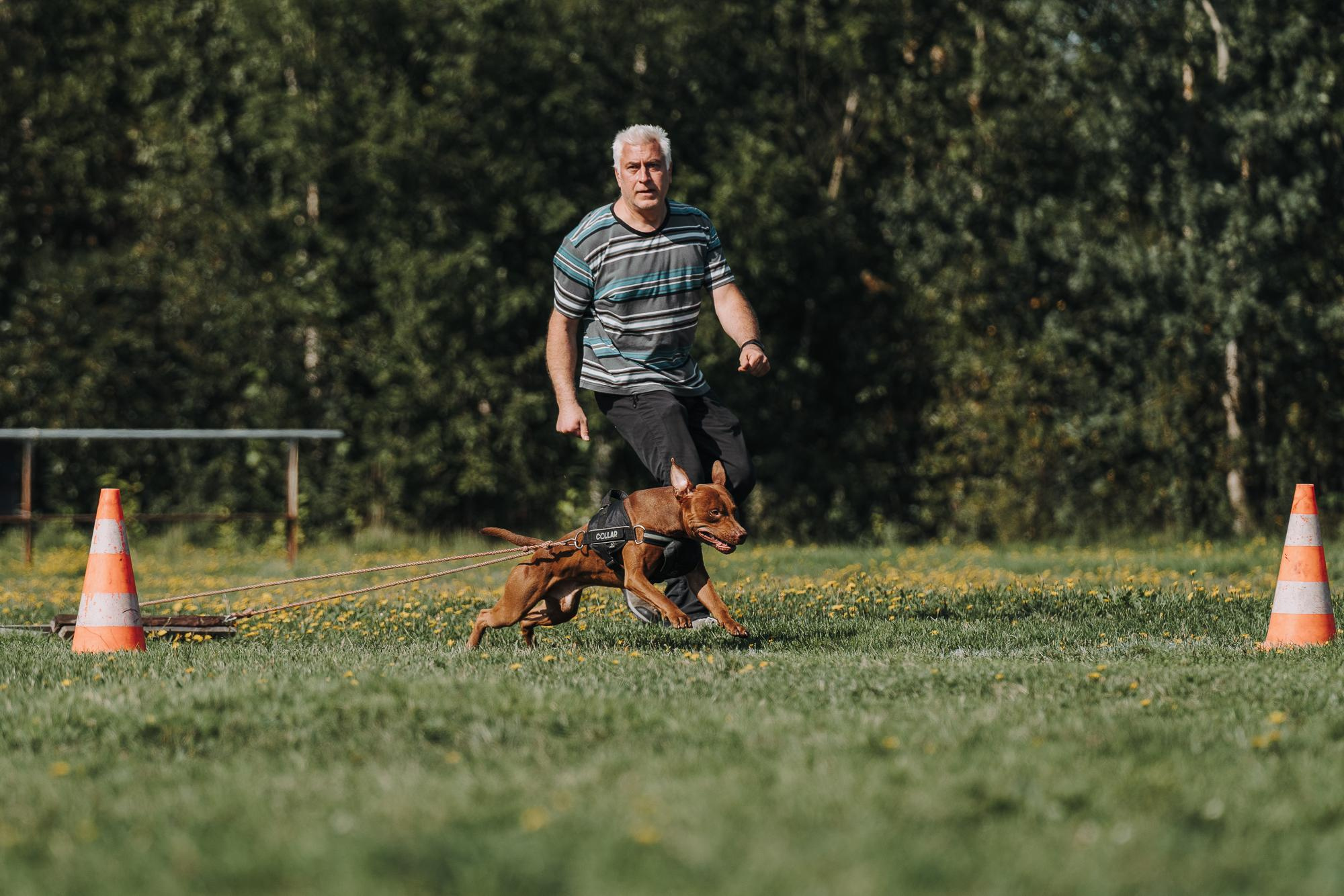 День пита и стаффа. Фотограф анималист Осипчикова Мария