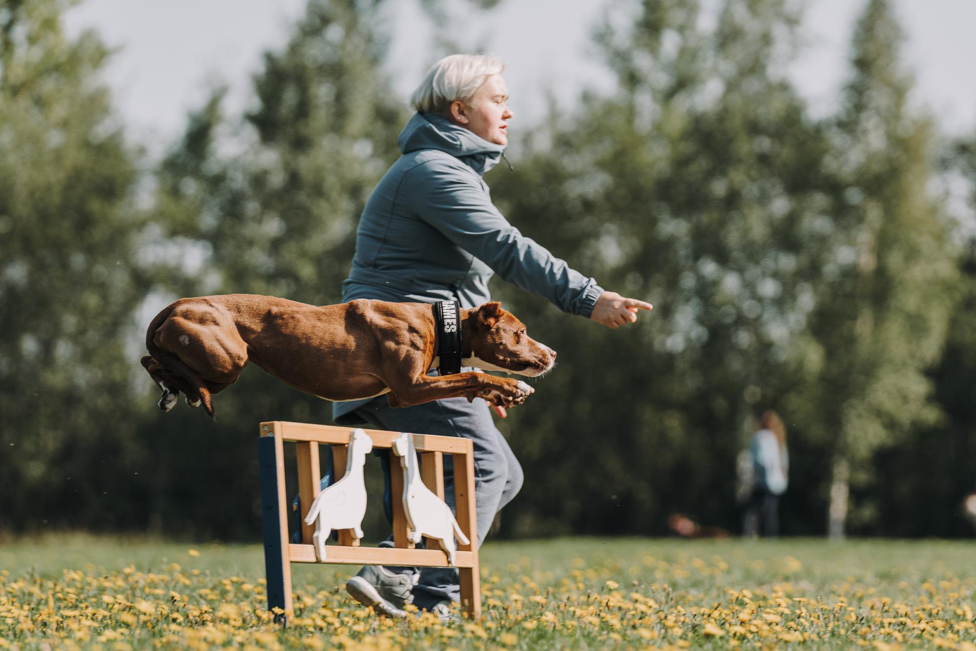 День пита и стаффа. Фотограф анималист Осипчикова Мария