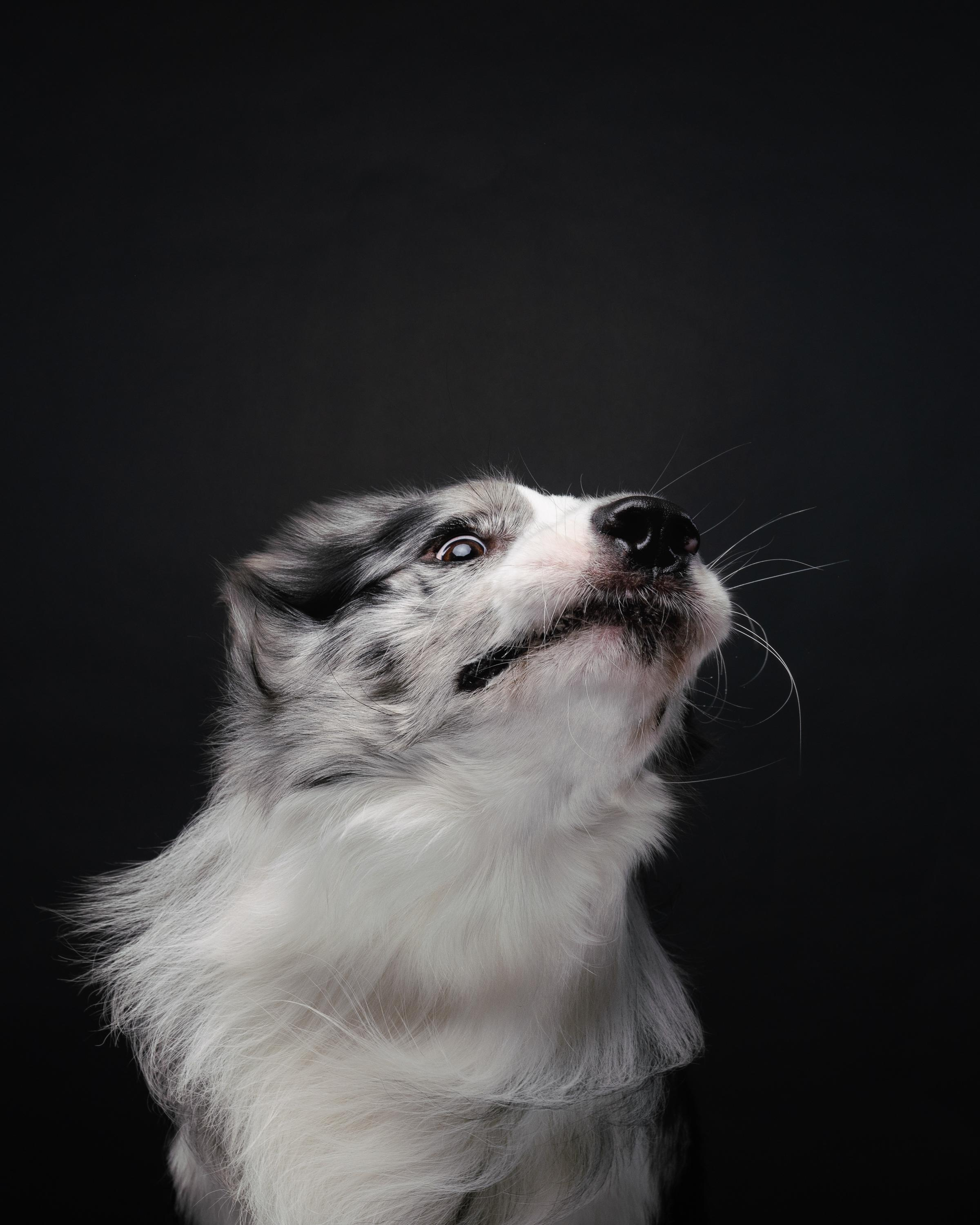 Аня и Гуччи. Фотограф анималист Осипчикова Мария