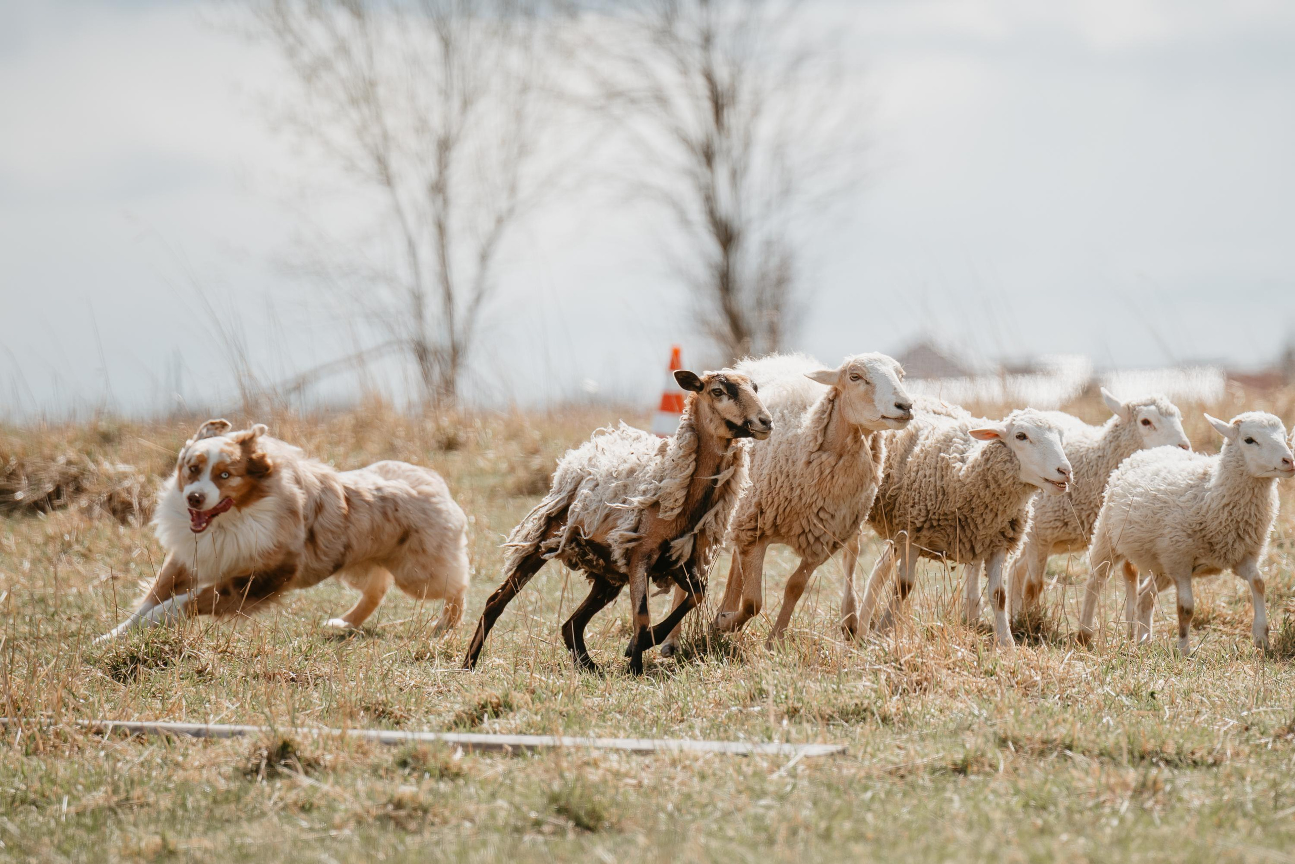 Пастушья служба. Фотограф анималист Осипчикова Мария